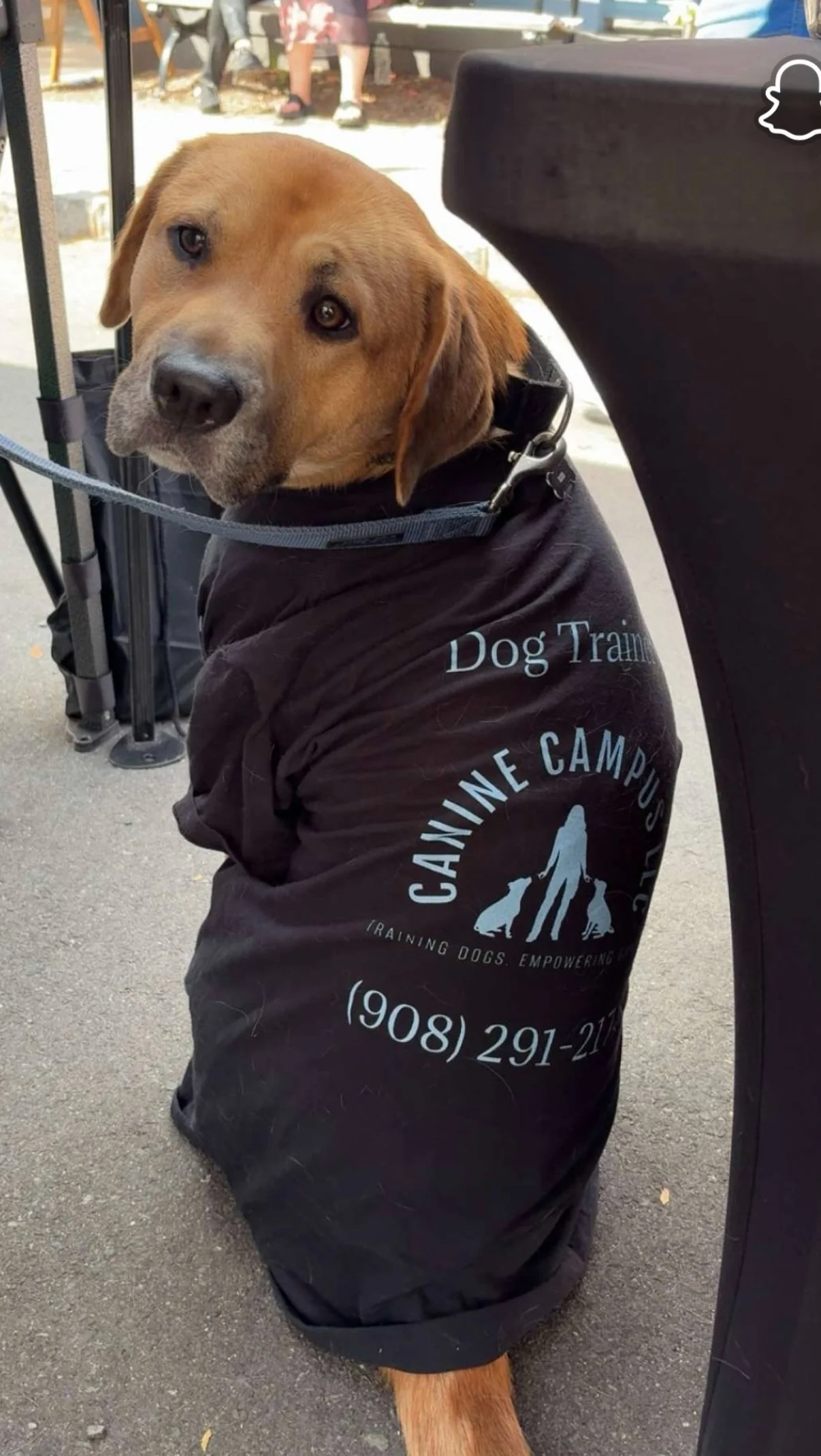 A dog wearing a black training jacket with the logo and text for Canine Campus training dogs outdoors.