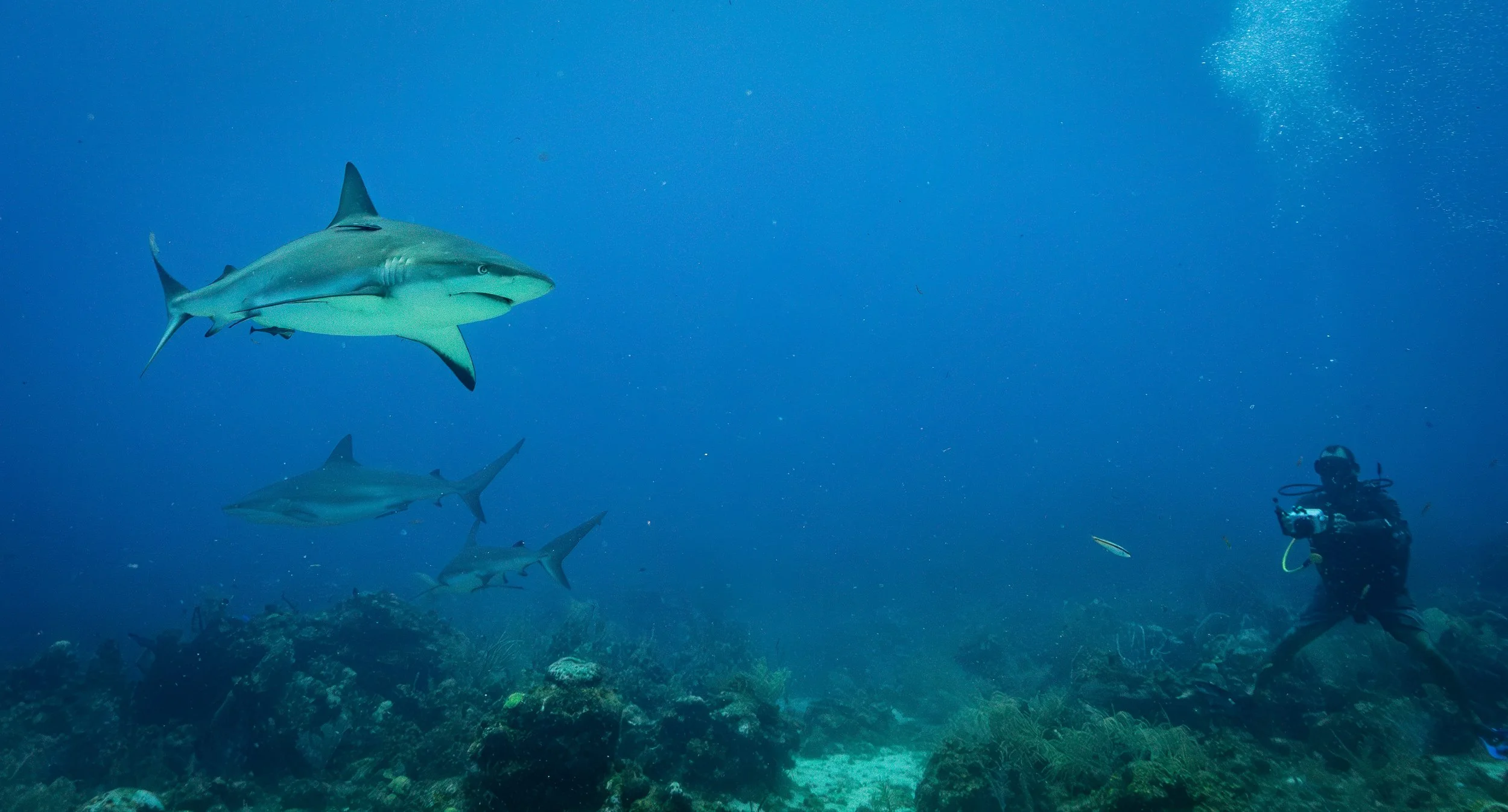 sharkspread-Roatain-July2024-7190798-Enhanced-NR.jpg