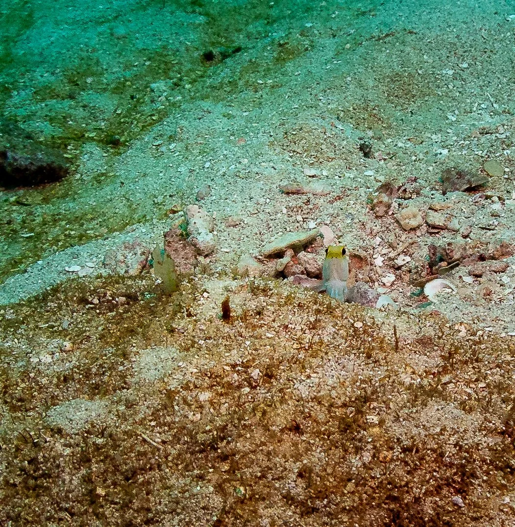 20241221-Roatan-240222.jpg
