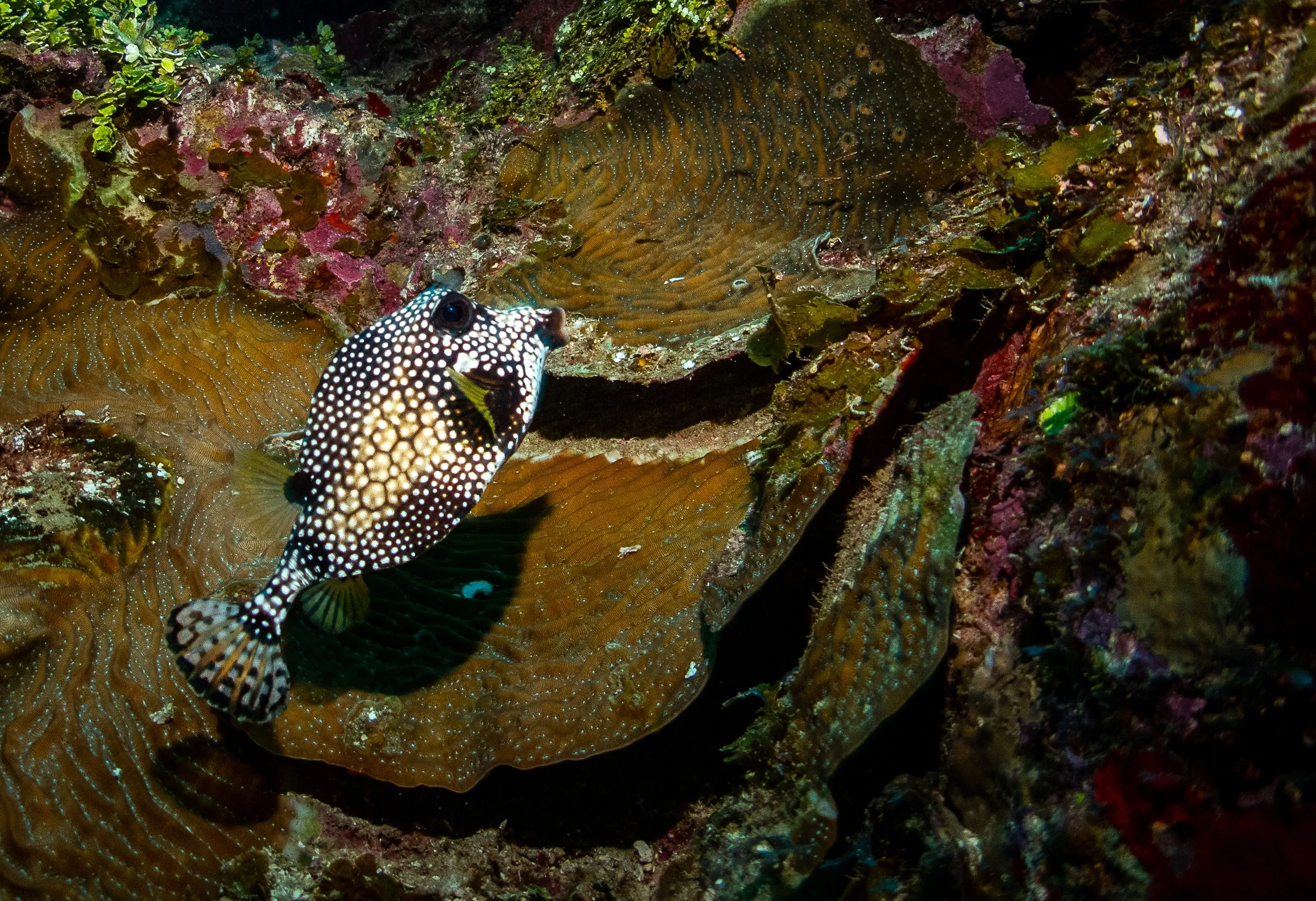 20241221-Roatan-212019.jpg