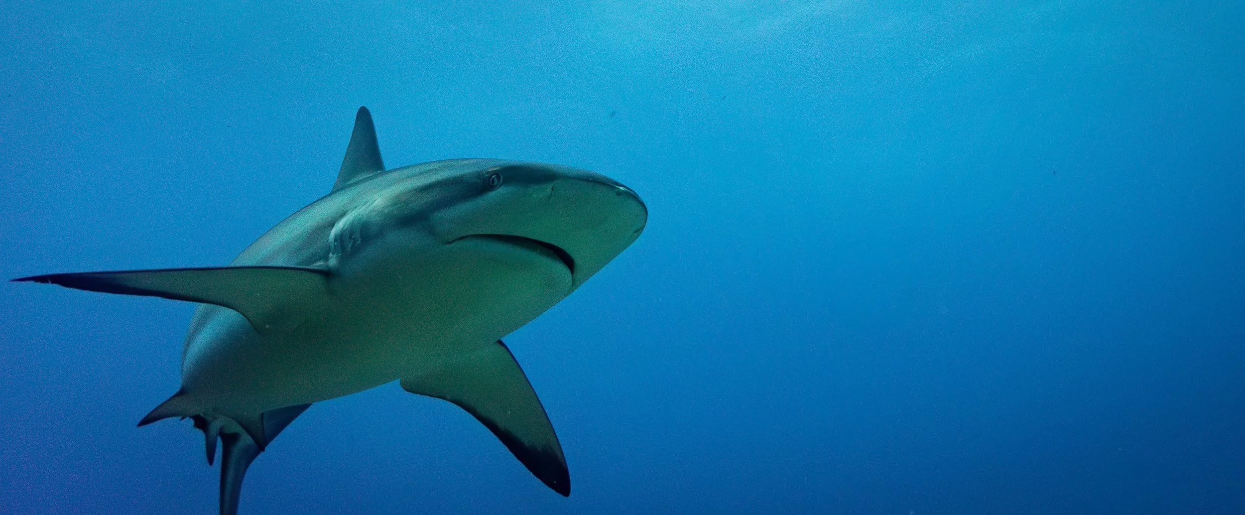 shark2-Roatain-July2024-7190791-Enhanced-NR.jpg