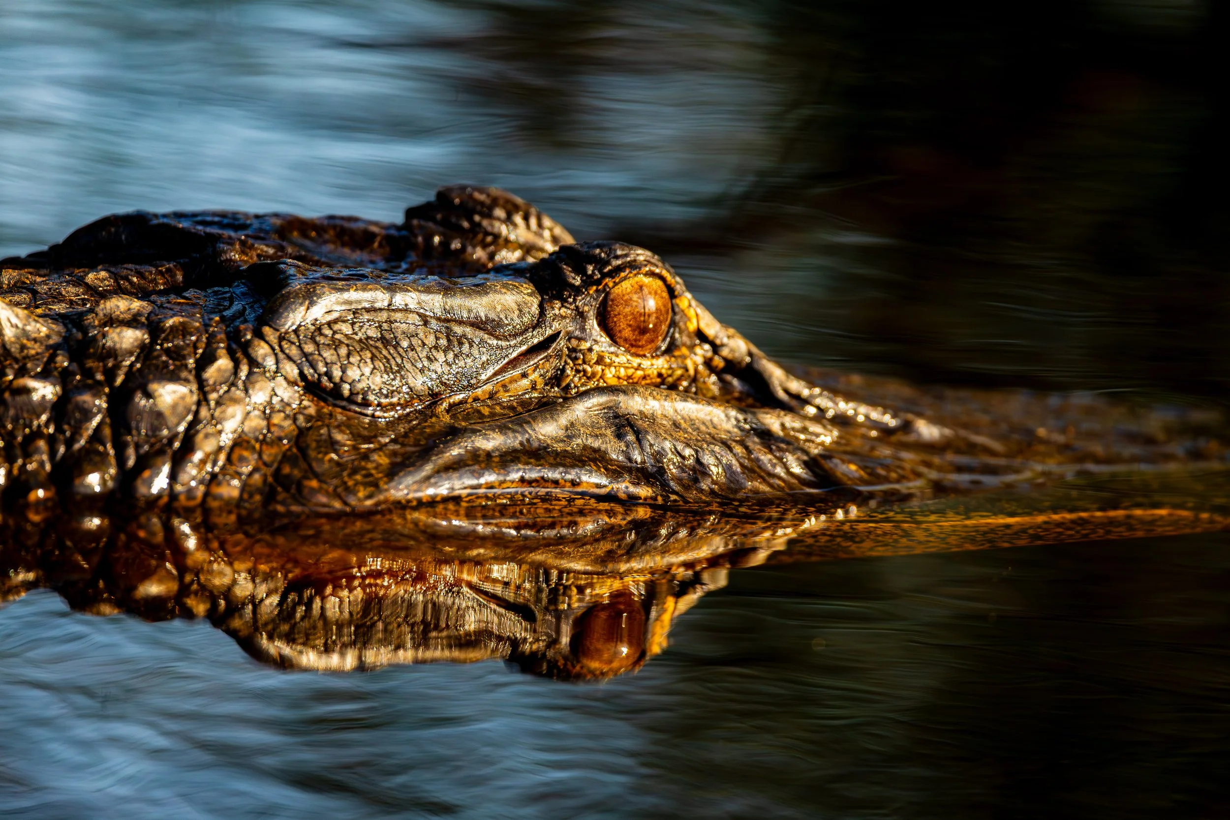 20250426-Okefenokee-8161-Enhanced-NR.jpg
