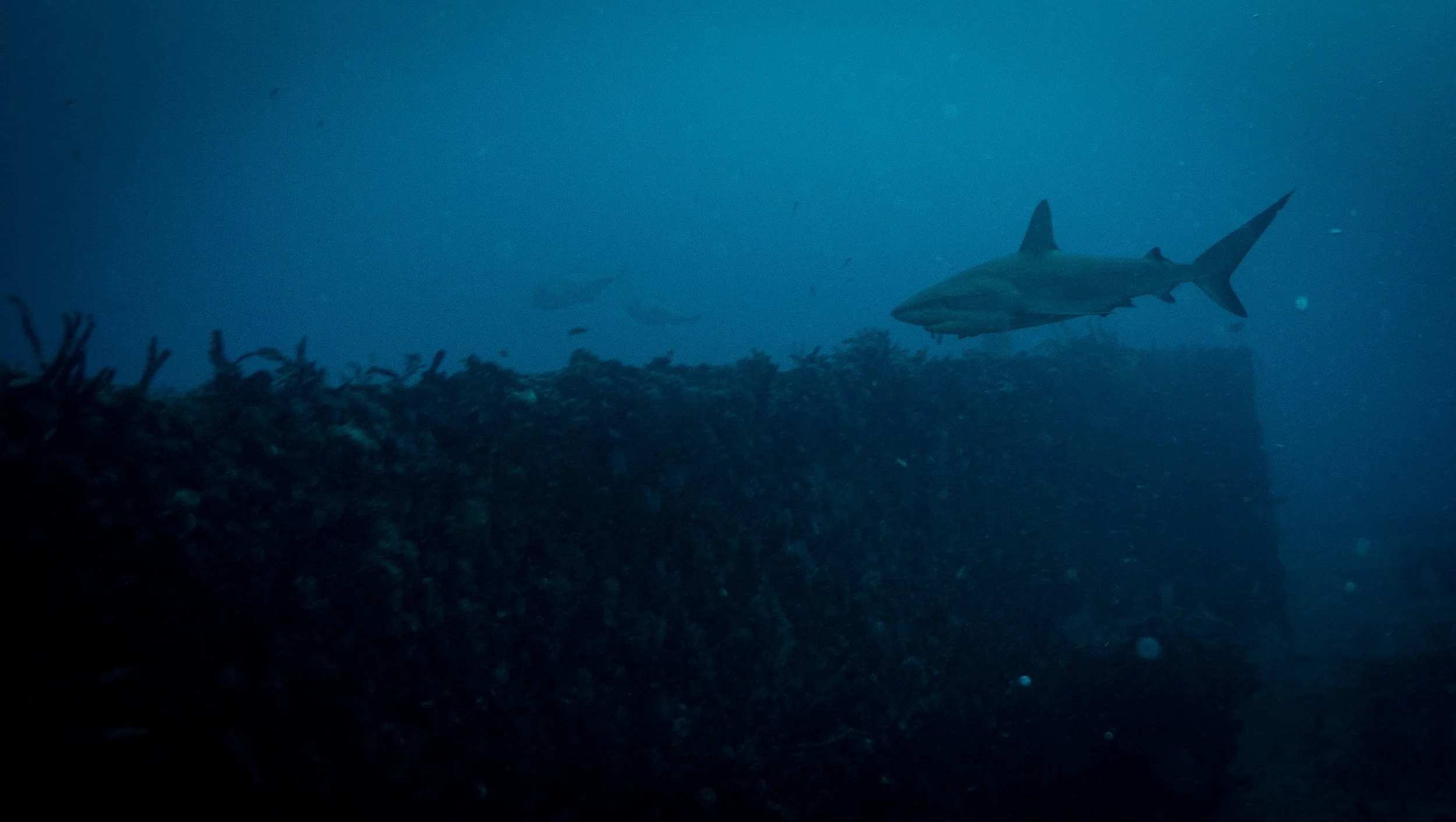 sharkcenterfold-20240601-keylargo--6020373.jpg