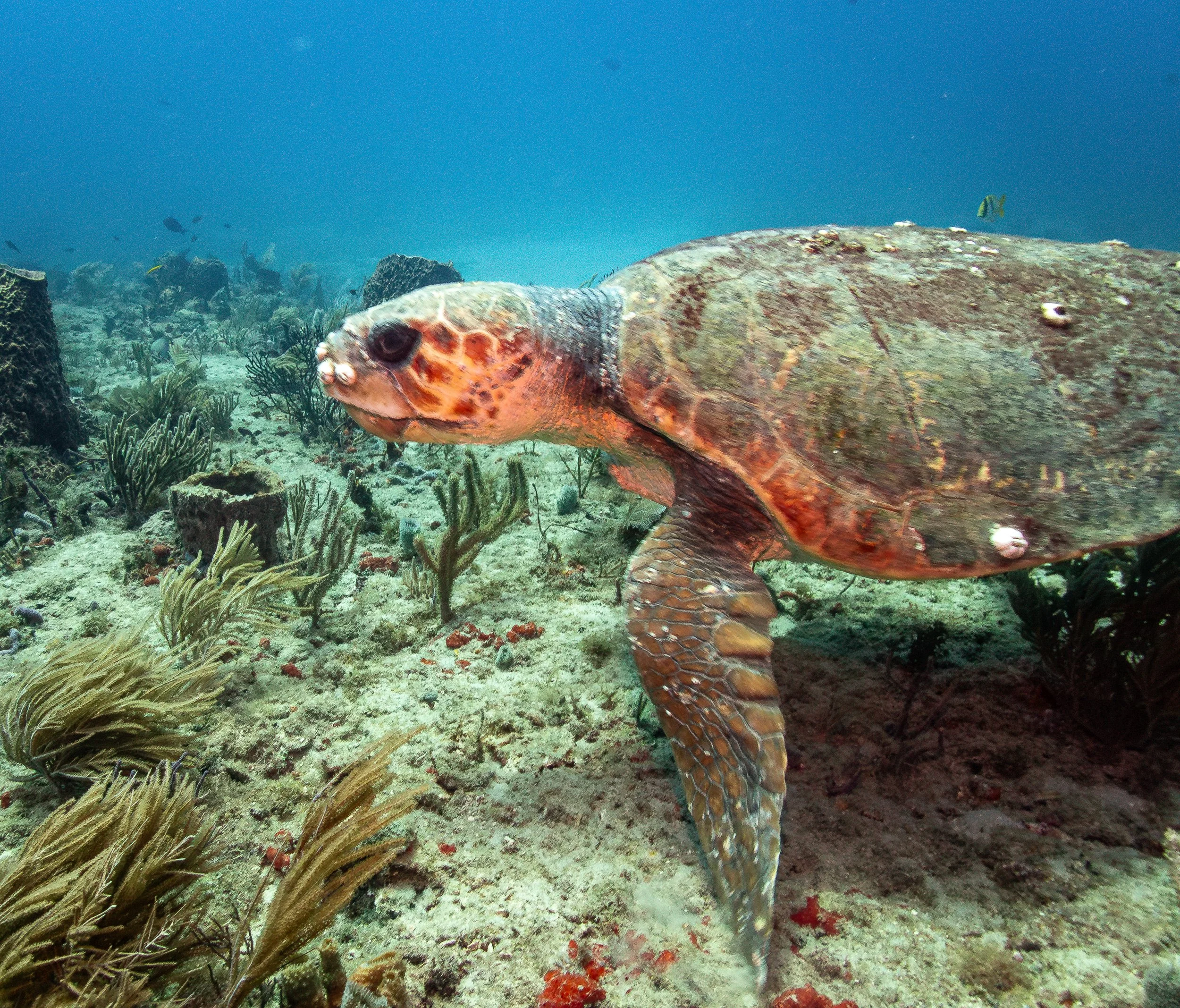 Richard-scuba-4.jpg