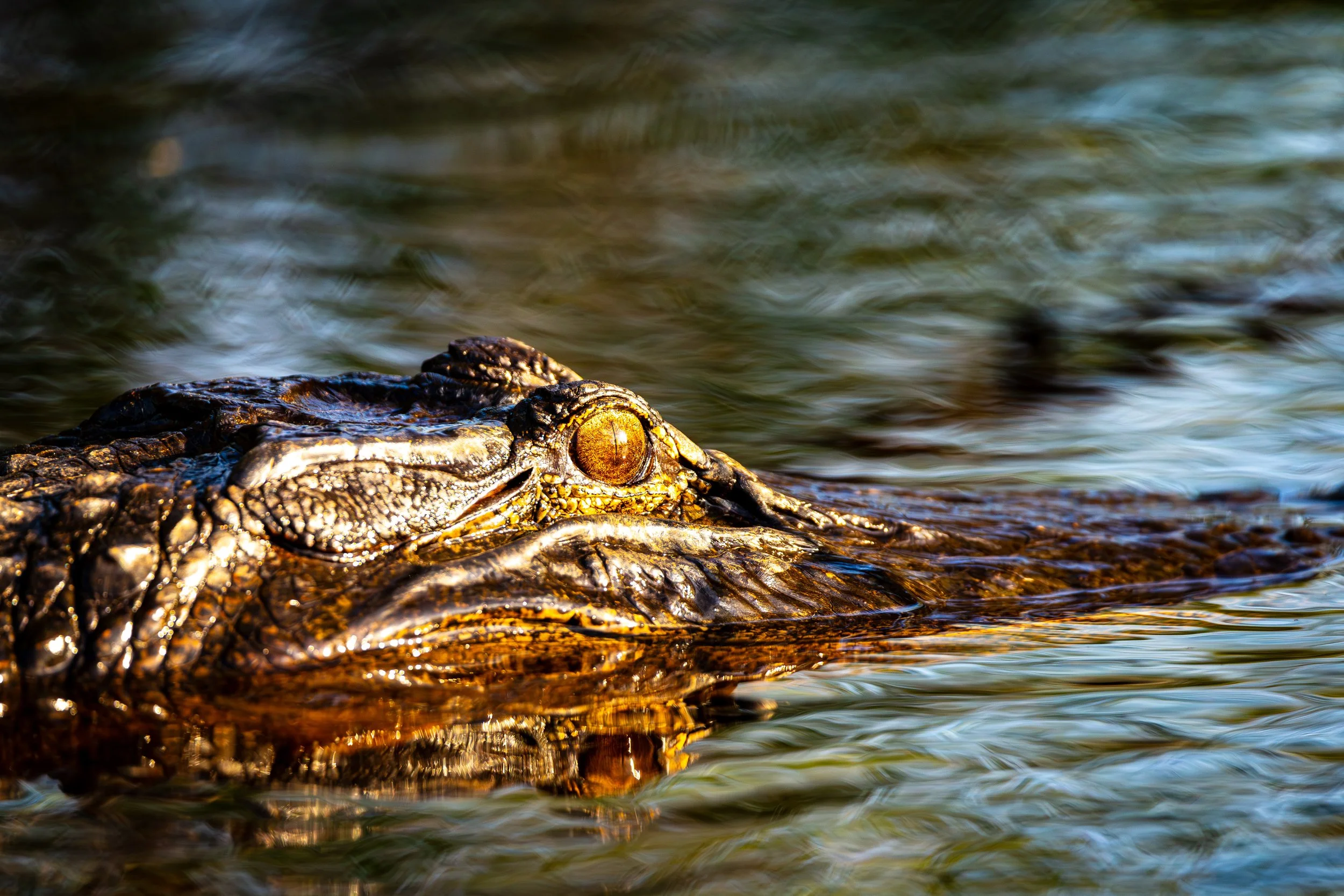 20250426-Okefenokee-8149-Enhanced-NR.jpg