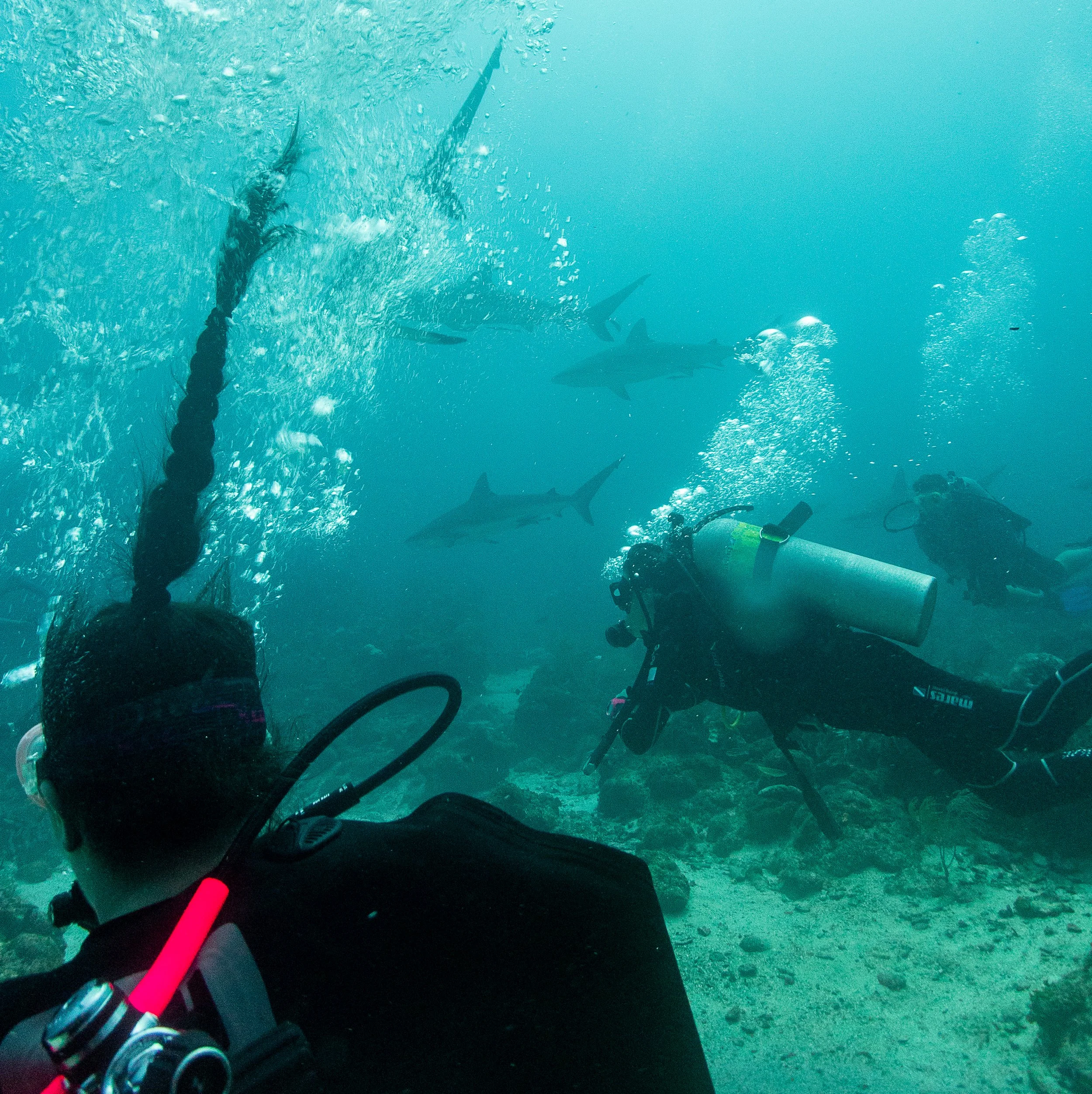 20241221-Roatan-250314.jpg