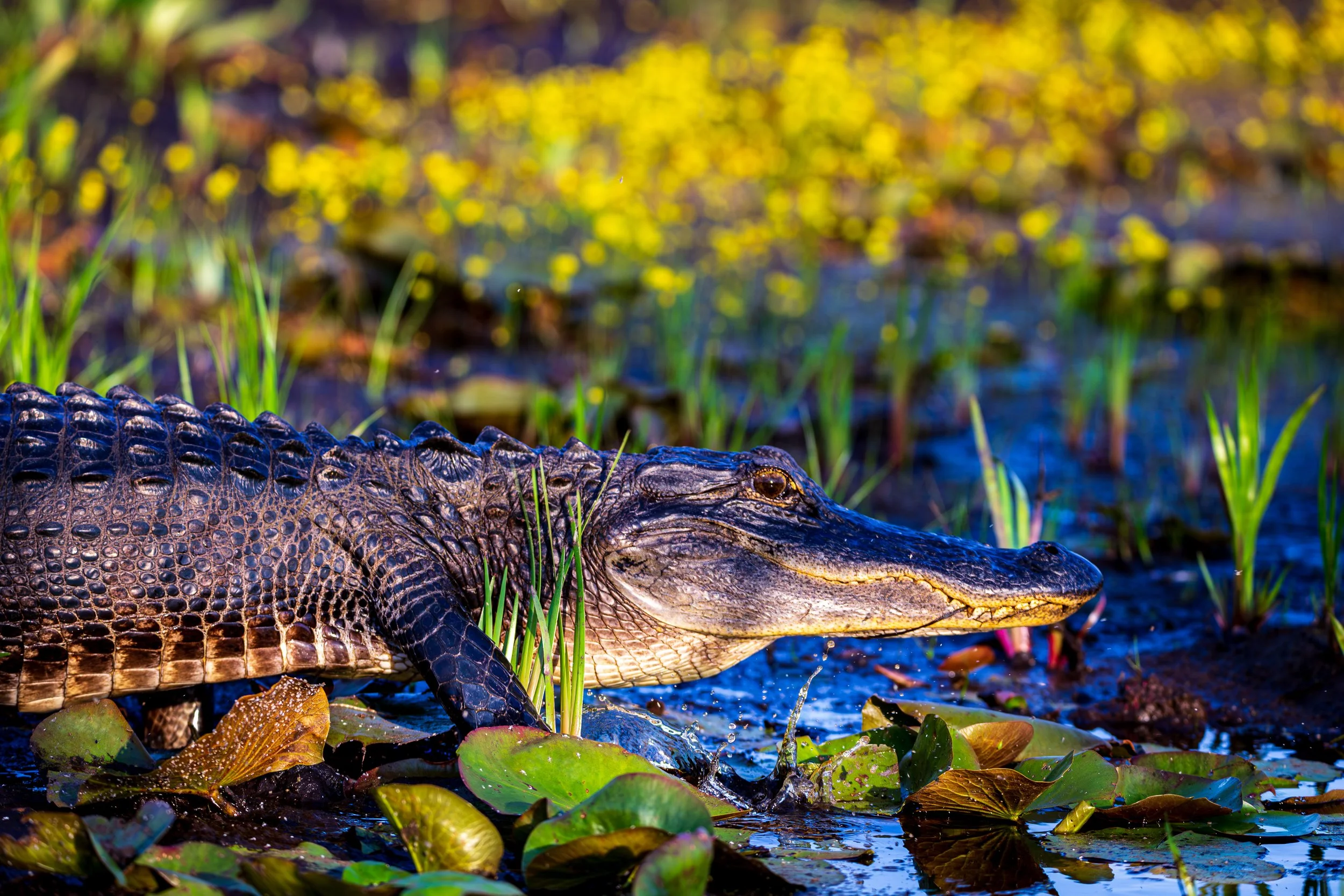 20250426-Okefenokee-8304.jpg