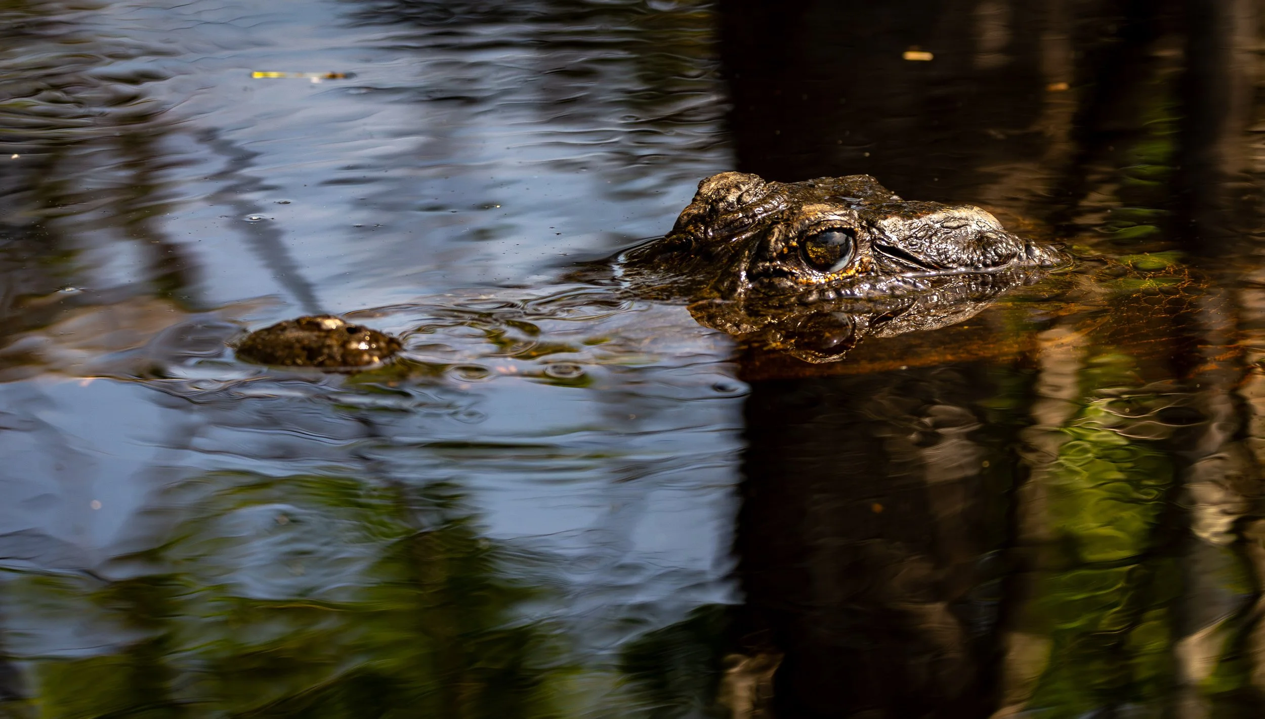 20250426-Okefenokee-7677.jpg