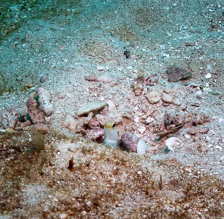 20241221-Roatan-240229.jpg
