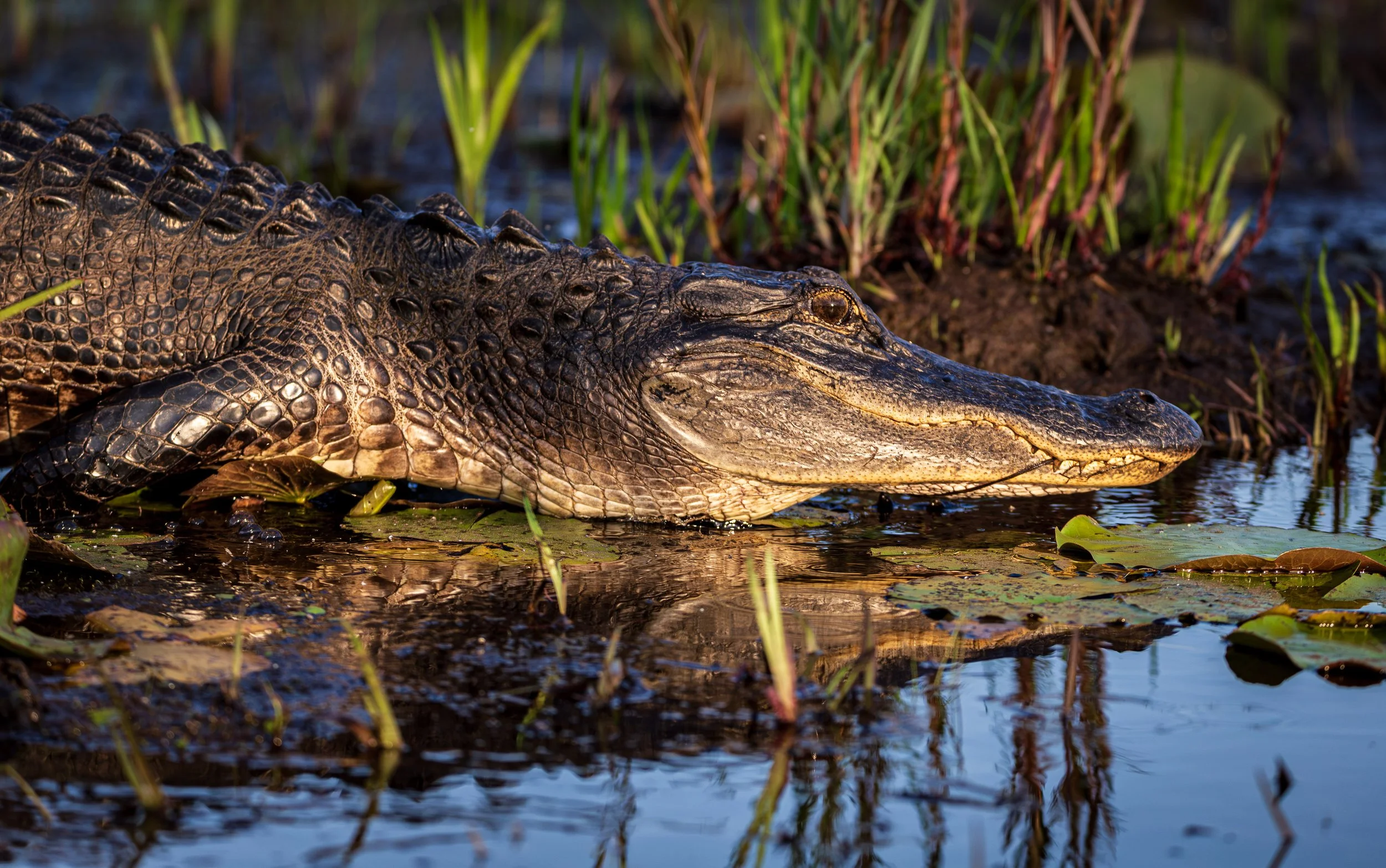 20250426-Okefenokee-8306-Enhanced-NR.jpg