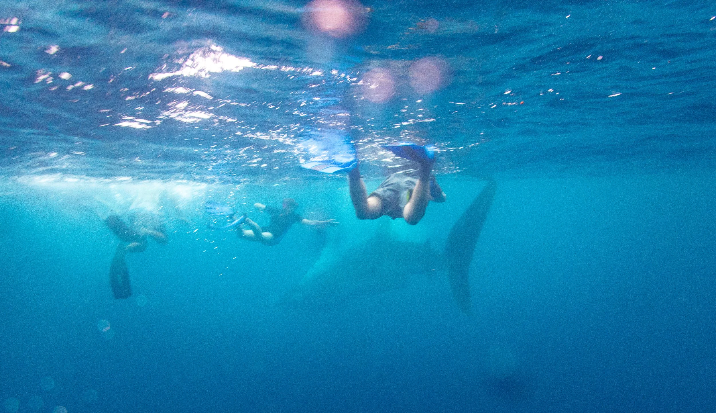 20241221-Roatan-260653.jpg
