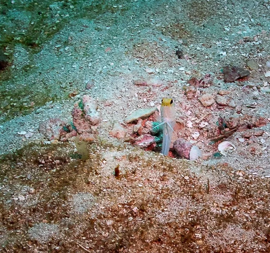 20241221-Roatan-240221.jpg