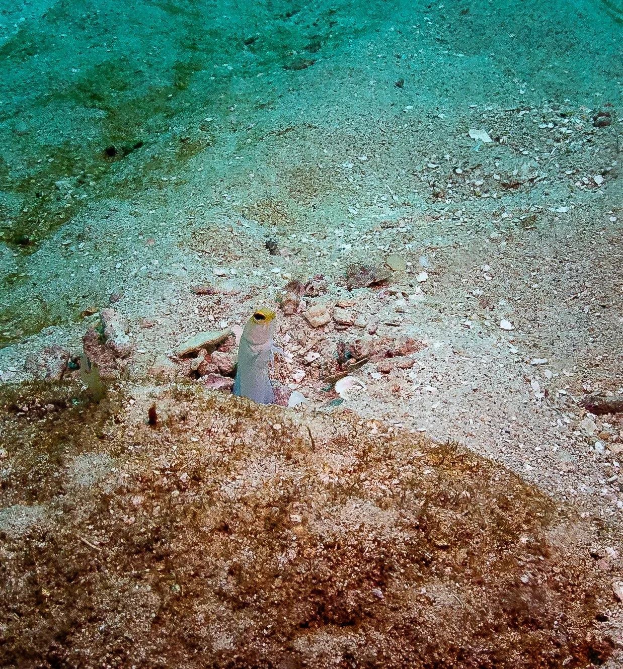20241221-Roatan-240223.jpg
