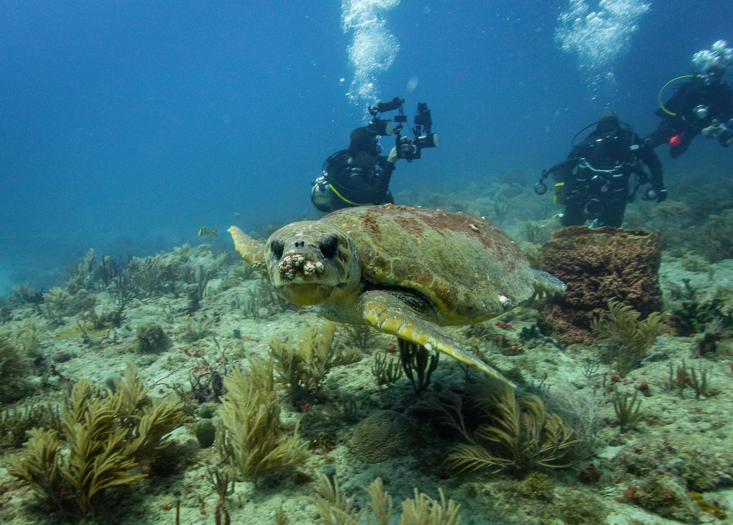 Richard-scuba-3.jpg