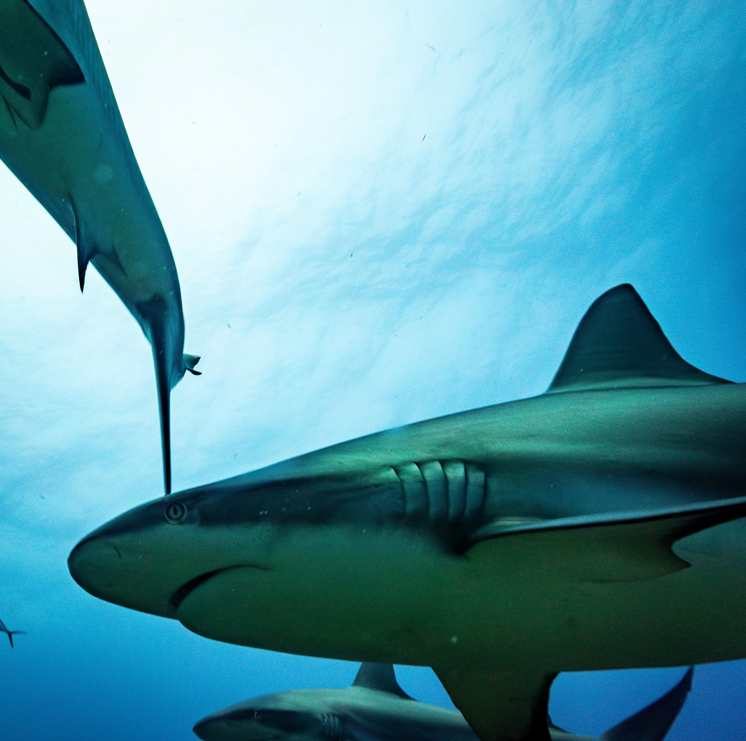 shark5-Roatain-July2024-7190881-Enhanced-NR.jpg