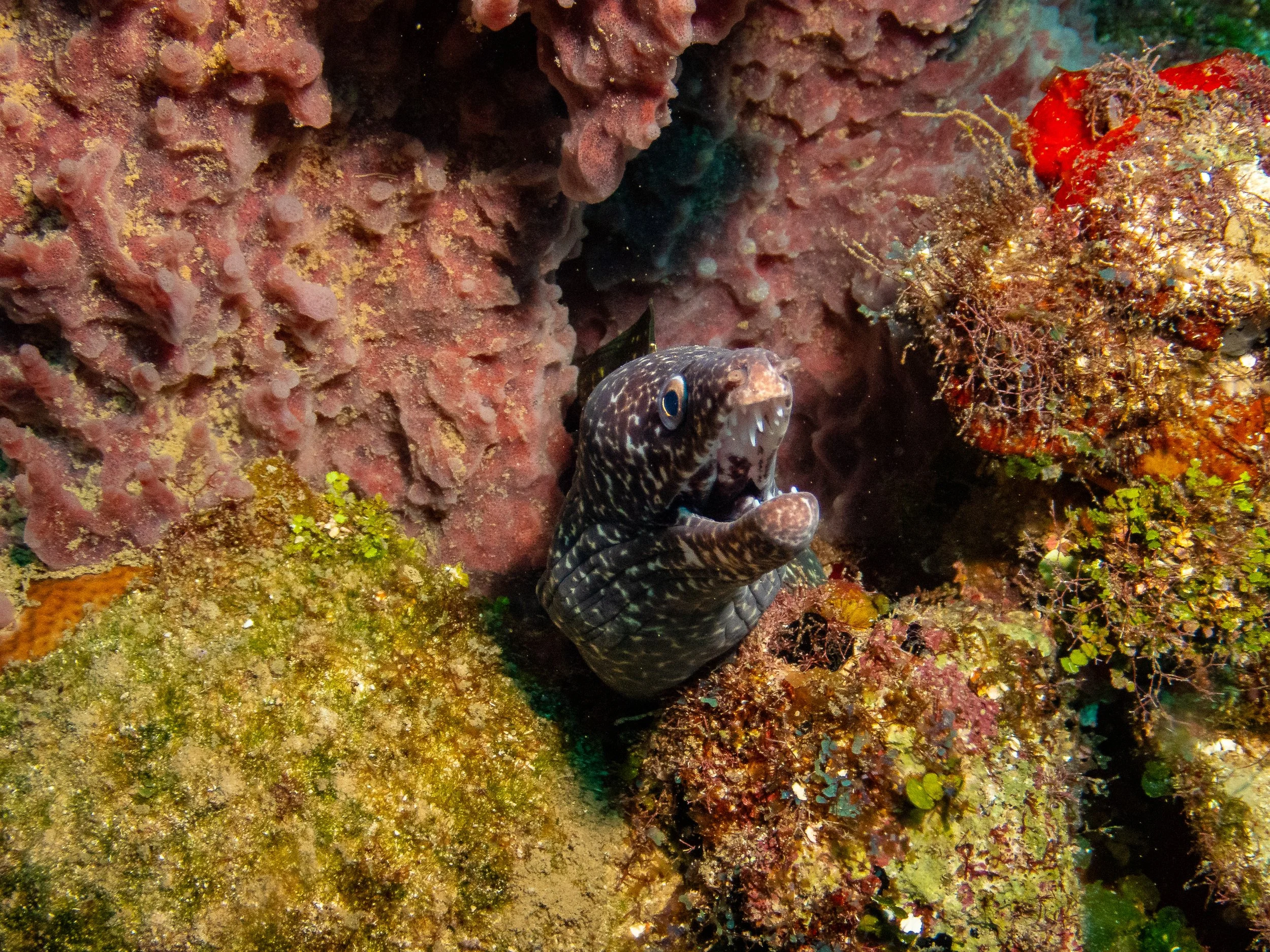 20241221-Roatan-270913.jpg