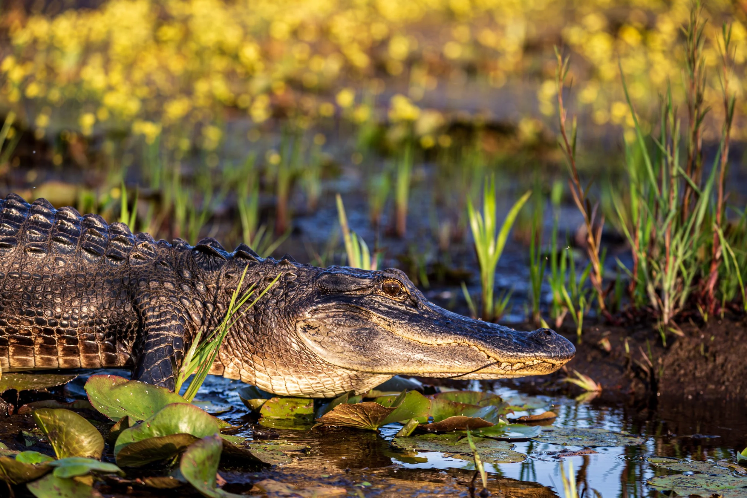 20250426-Okefenokee-8305-Enhanced-NR.jpg