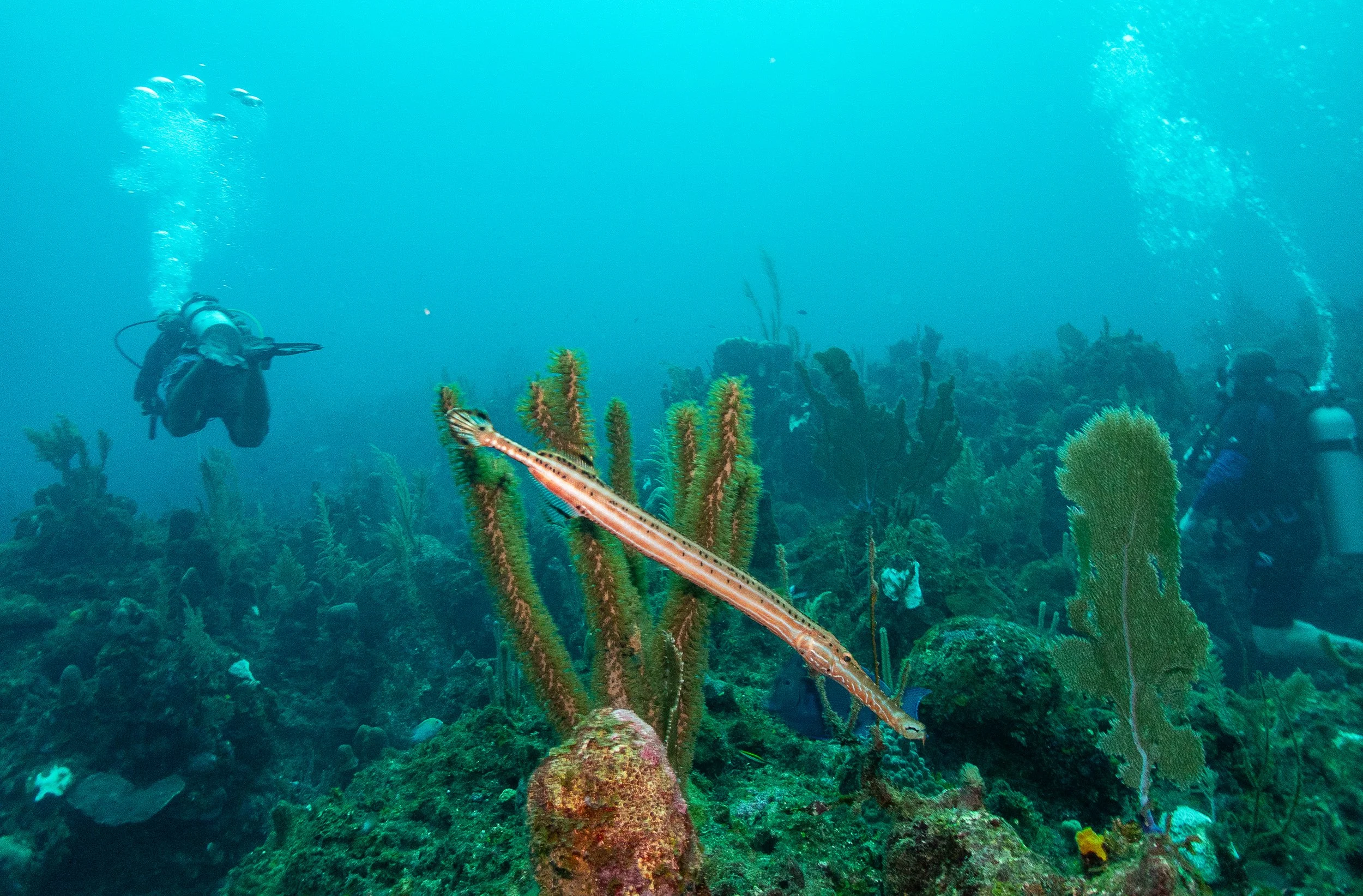 20241221-Roatan-260552.jpg