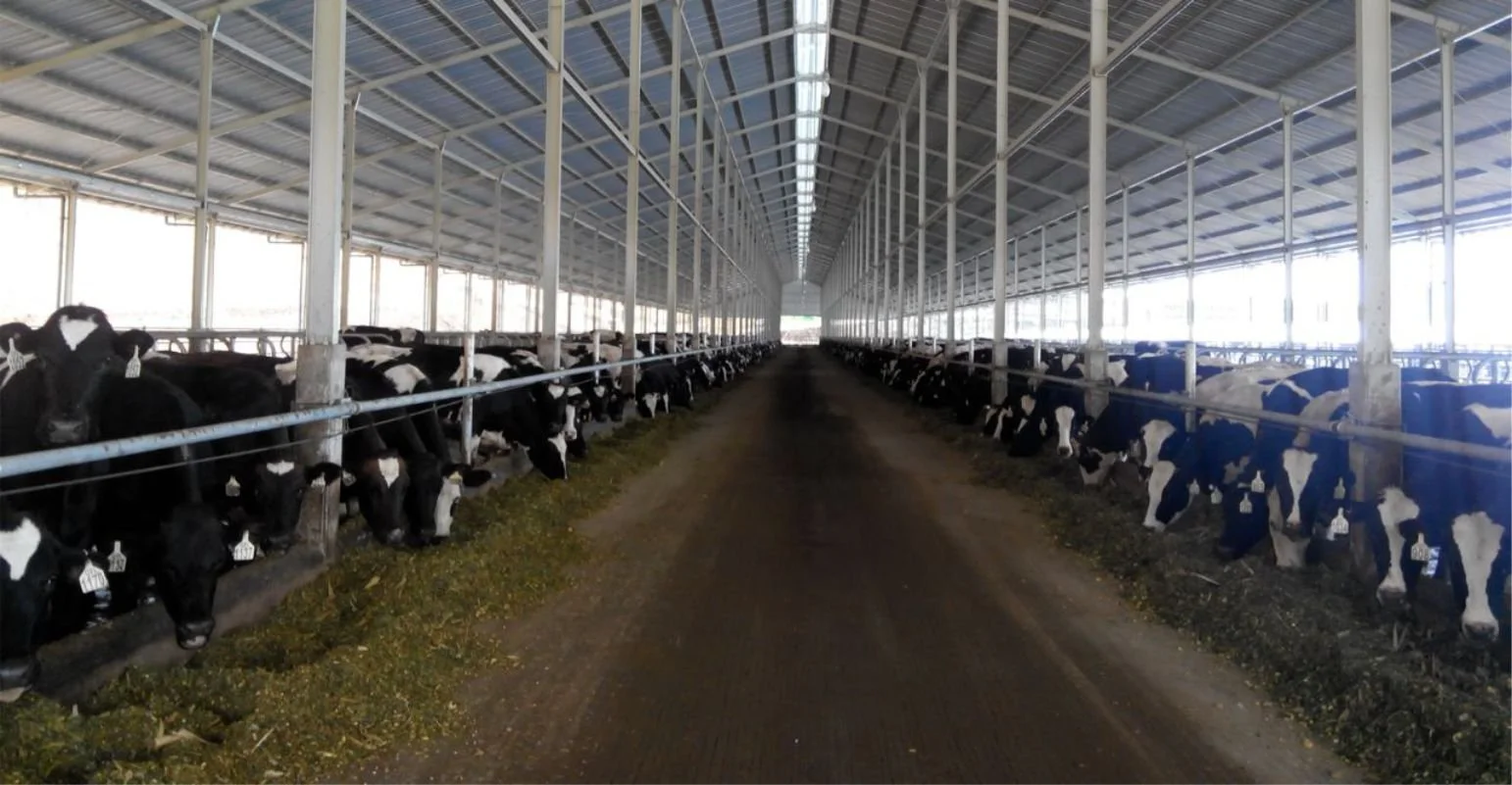 Greenfields - Kandang Sapi Kering