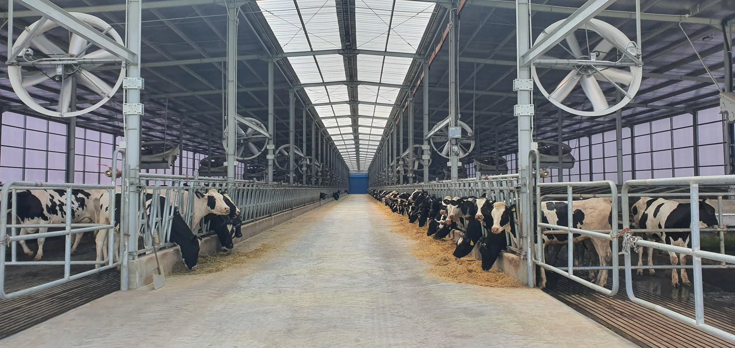 Agrijaya Prima Sukses - Kandang Laktasi