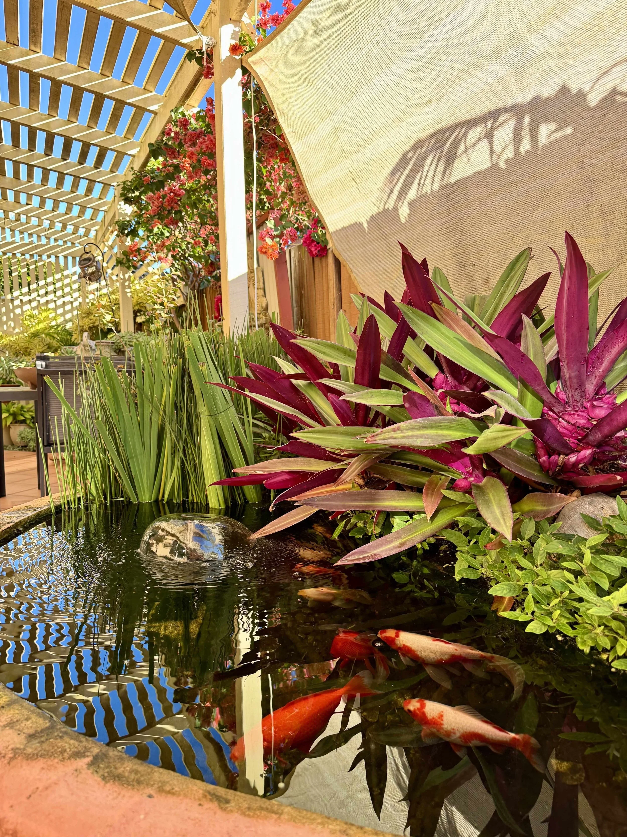 Colorful koi fish swimming in a pond surrounded by lush plants and flowers in a garden setting.
