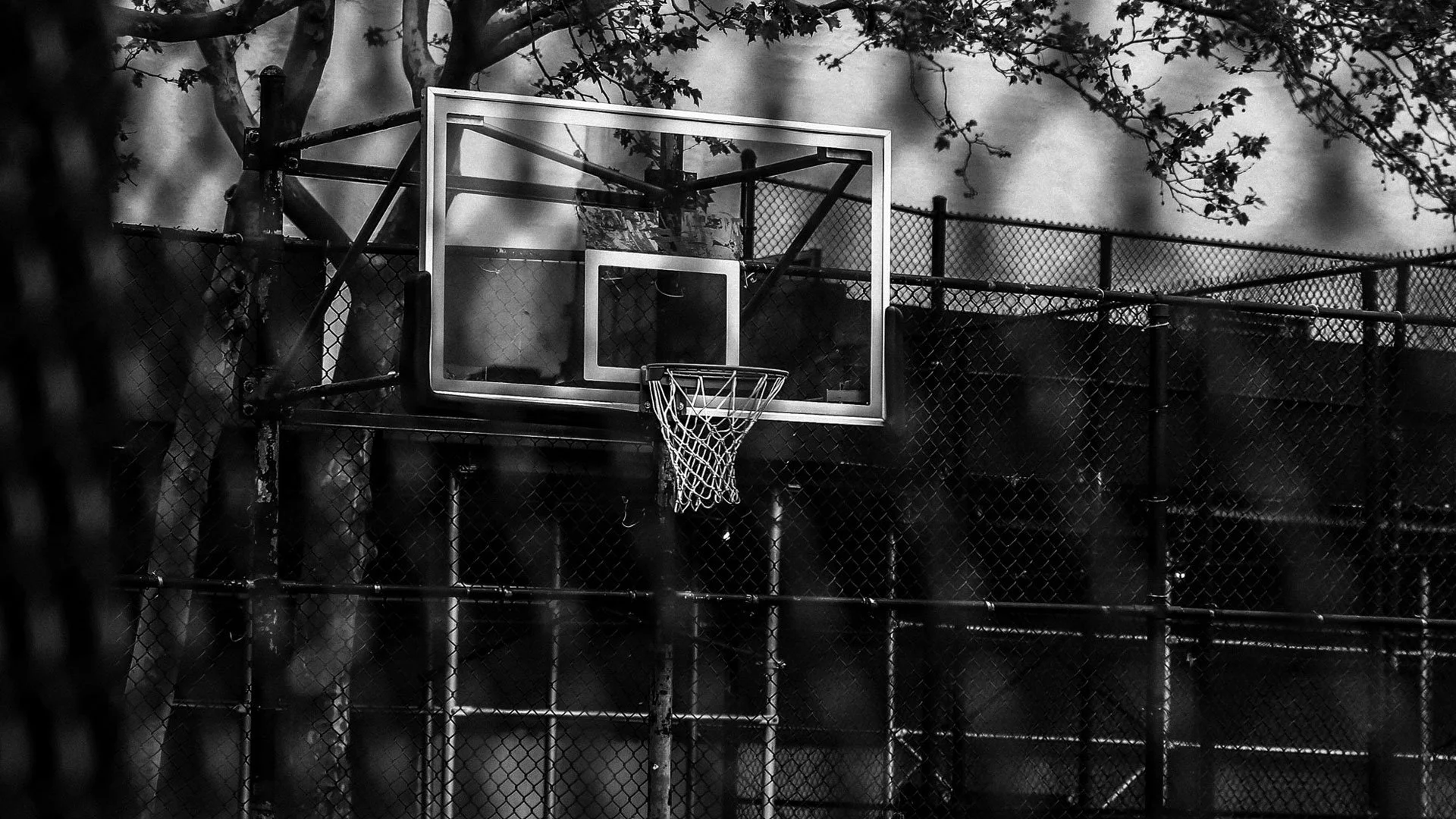 A black and white photo of a basketball hoop attached to a metal backboard, mounted on a pole, with a chain-link fence surrounding the court. Trees with branches and leaves are visible above the fence.