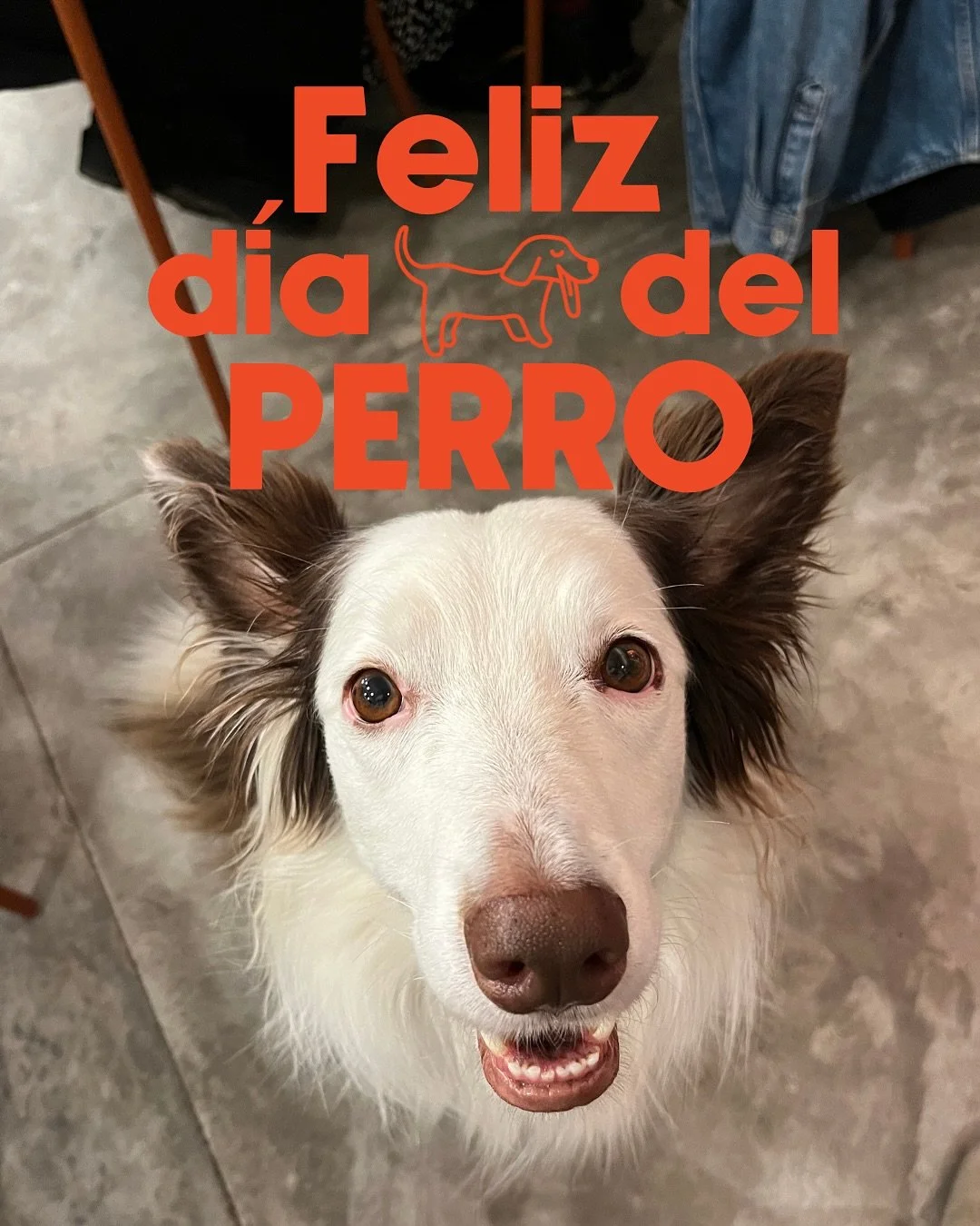 Amamos a nuestros clientes peludos y las fotos que tenemos de algunos de ellos. #diadelperro