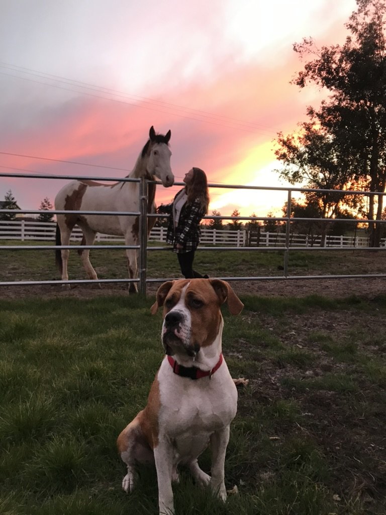 Animal chiropractic, Folsom chiropractic, Family chiropractic, Dog chiropractic, Horse Chiropractic, equine chiropractic, Dr Emily McKillican