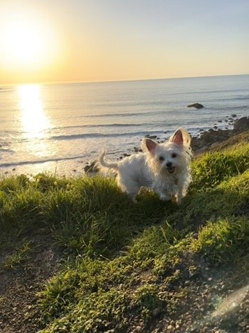 Animal chiropractic, Folsom chiropractic, Family chiropractic, Dog chiropractic, Horse Chiropractic, equine chiropractic