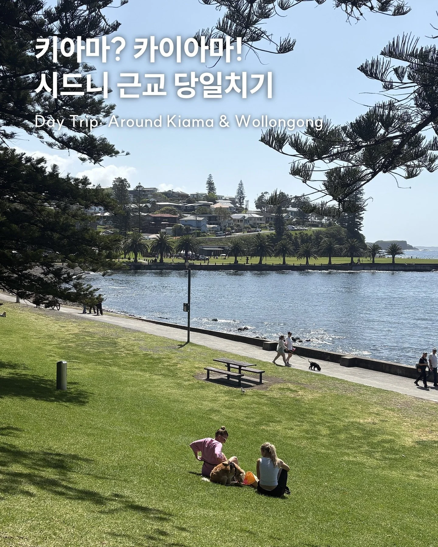 키아마? 카이아마?! 시드니 근교 당일치기!
시드니 근교, NSW 주의 
#Wollongong #Kiama 에 다녀왔어요 🚘
📍 Sea Cliff Bridge
인스타그램에서 보던 그 장관 그 절경.. 여기에요 여기!
시드니-울런공 가는 길에 있으니 드라이브 꼭 가보기.. 
📍 Kiama Blowhole
자연이 만들어낸 신비로운 블로우홀! 물멍 때리게 됨 🌊💧
동네 자체가 평화롭고 아름다웠어요.. 🏡
📍 Fo Guang Sha