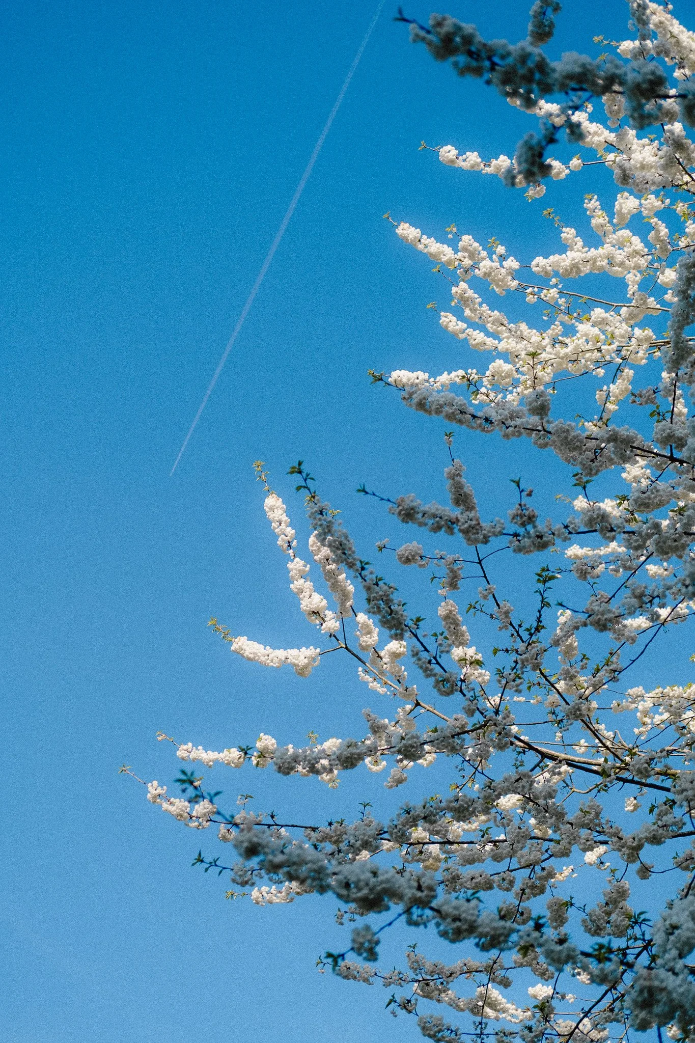Spring Memories - Photography