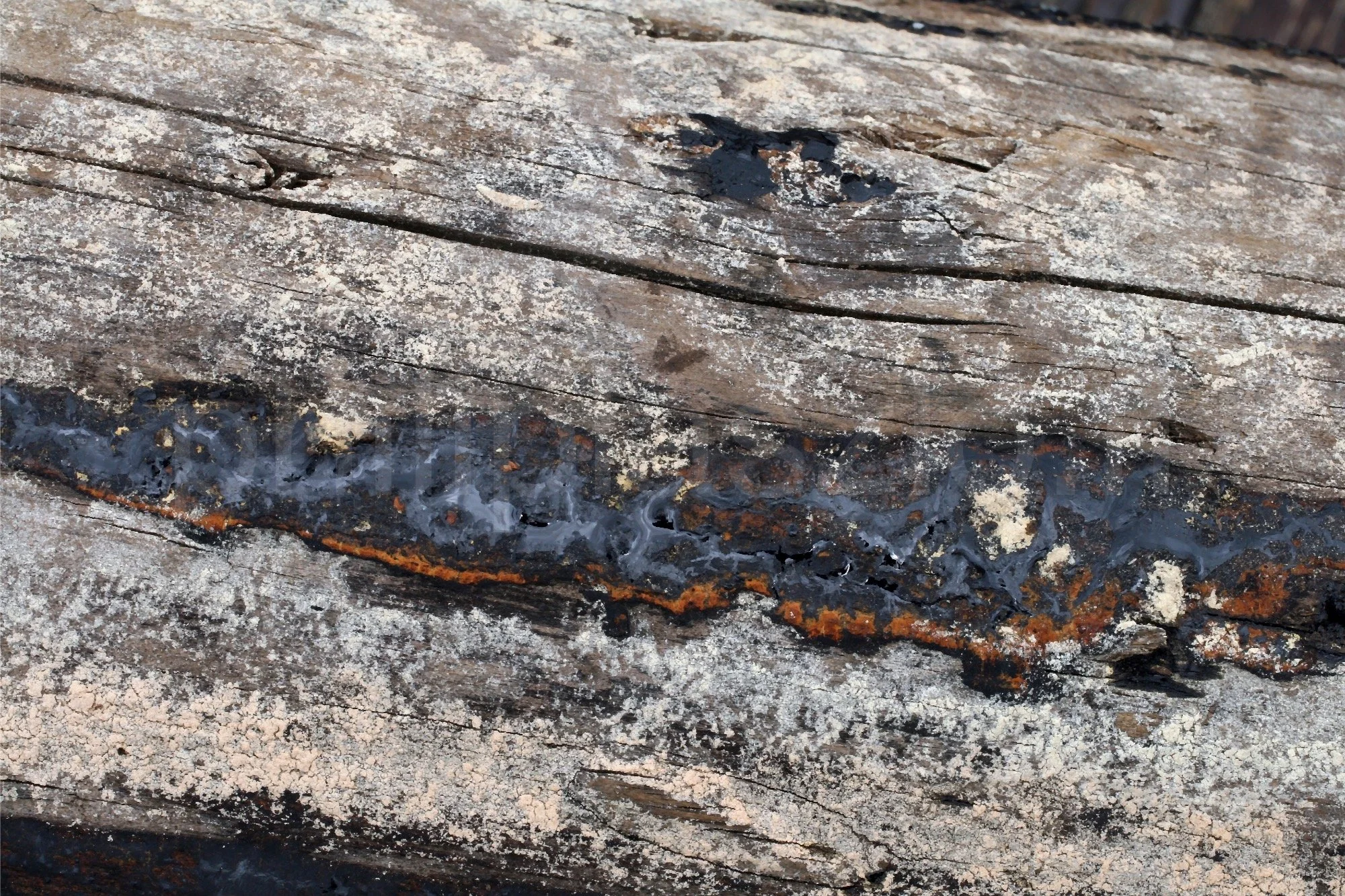 So what I am old? I am beautiful-BOR-2000px.jpg