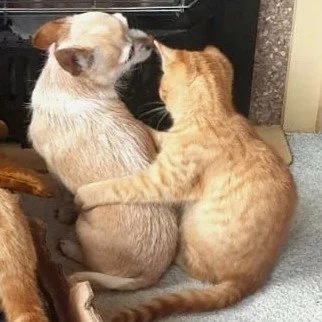dog and cat.jpg