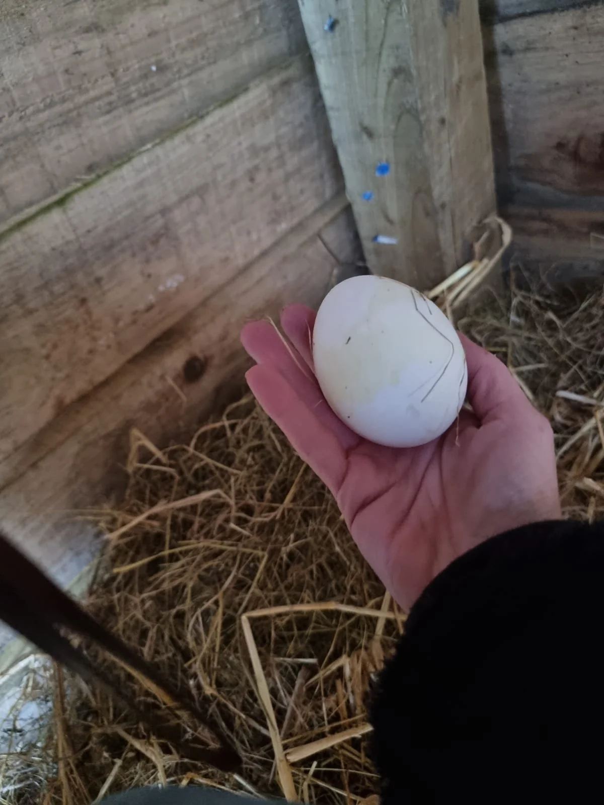goose egg.jpeg