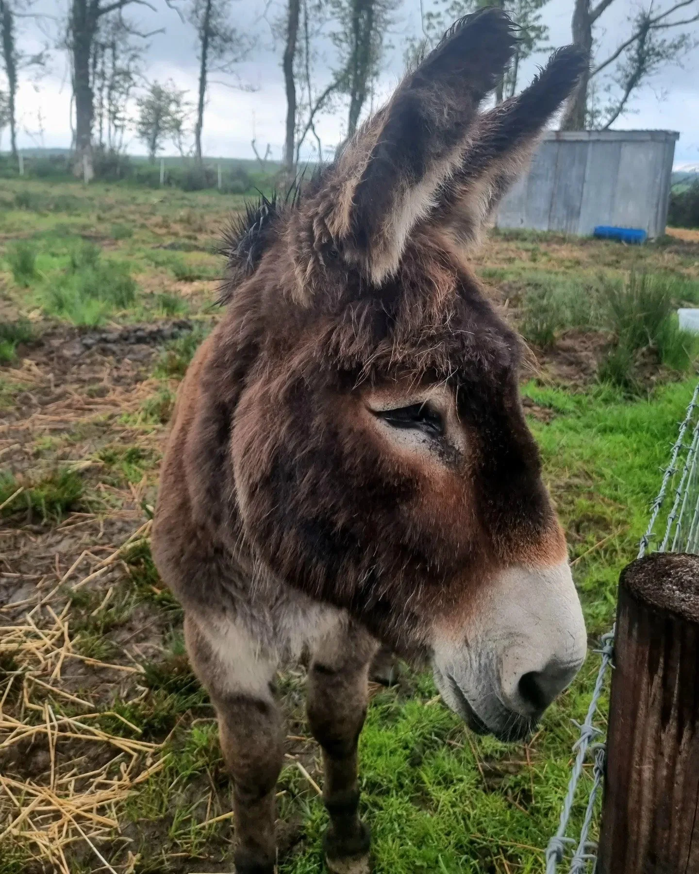 donkey2.jpg