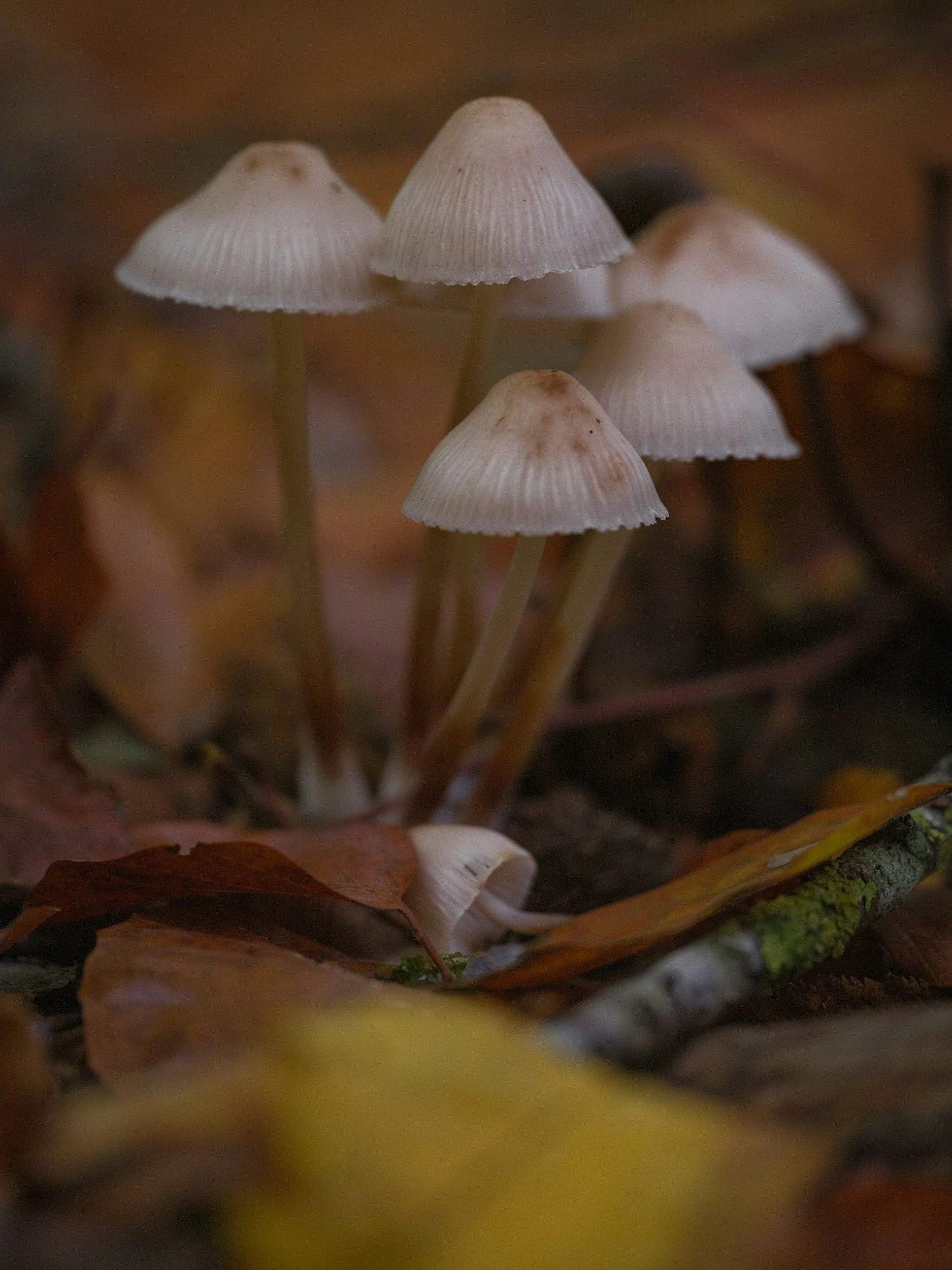 Microdosing psychedelics is not a supplement. It's a practice.