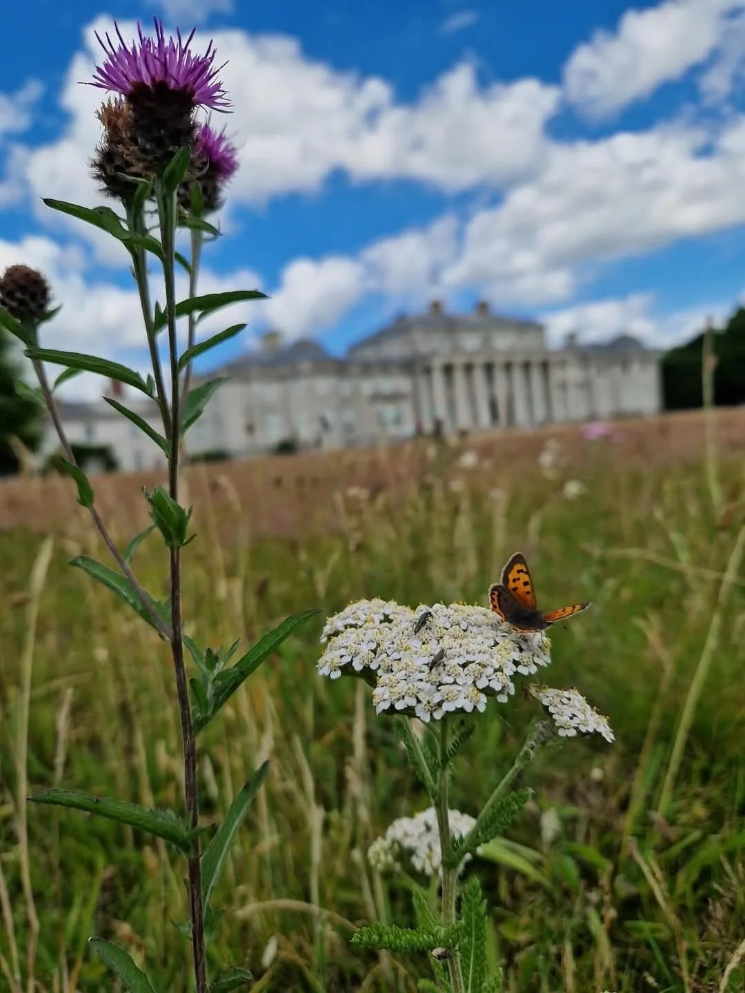 Shugborough Evening Walk