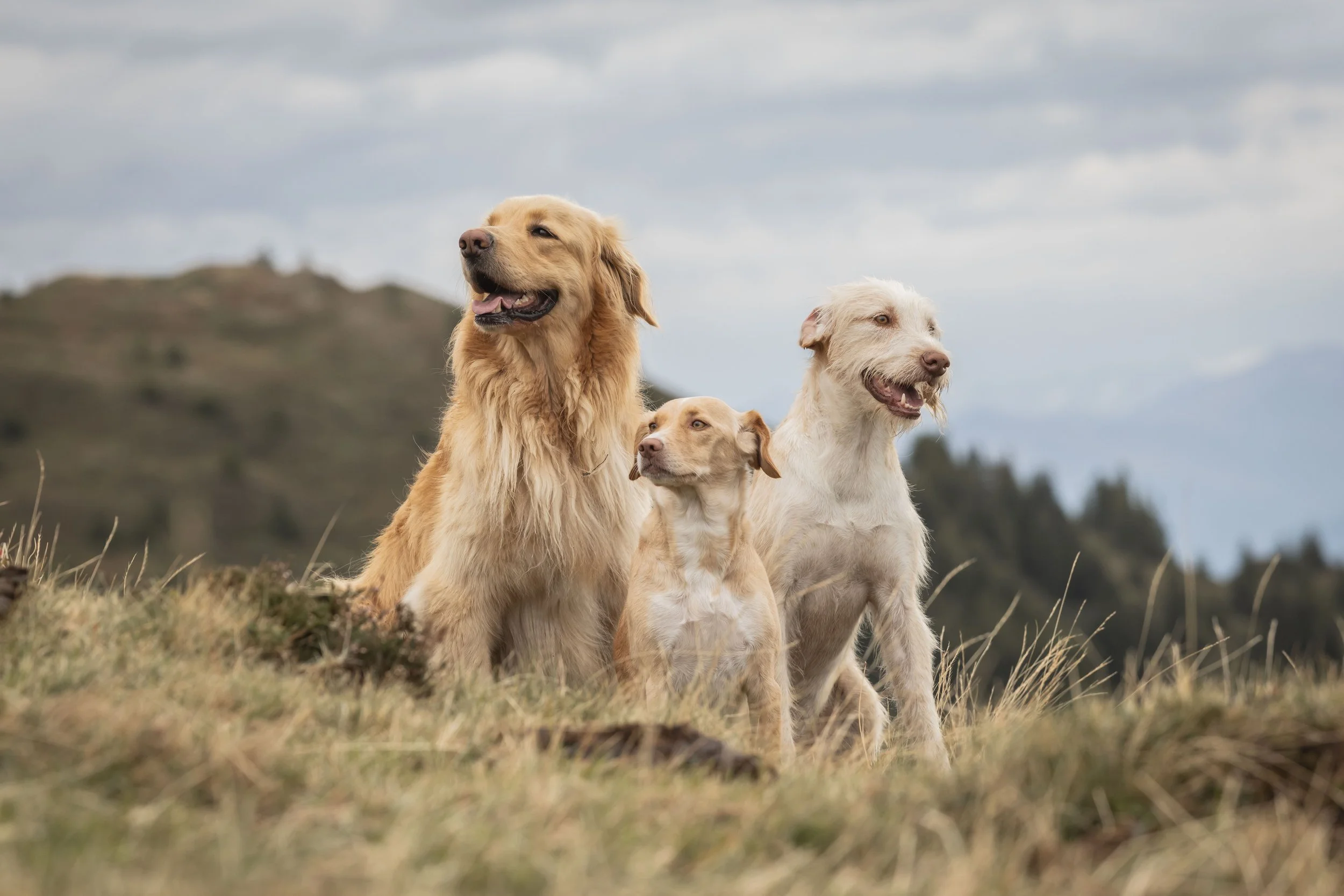 Hunde