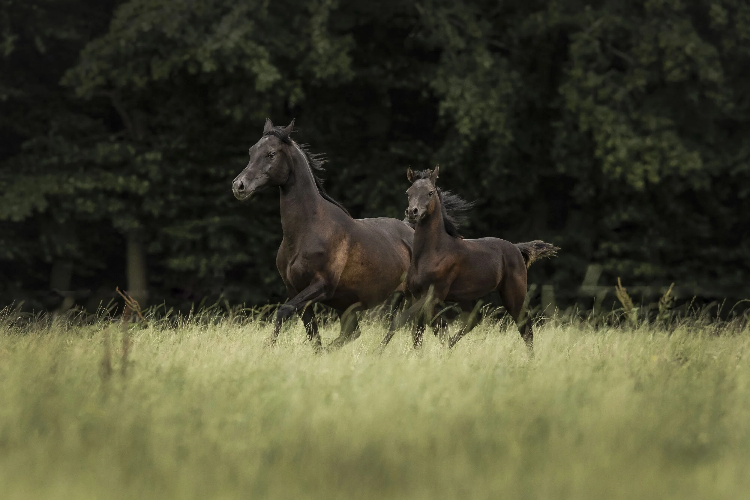 2B6A4441 Kopie_1.JPG