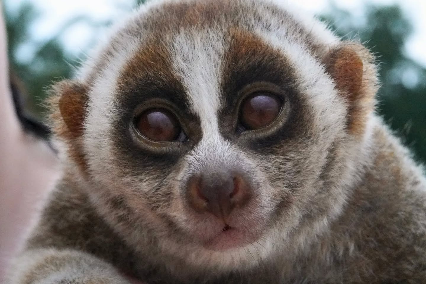 Slow Loris, captured on Sony A6400 šø