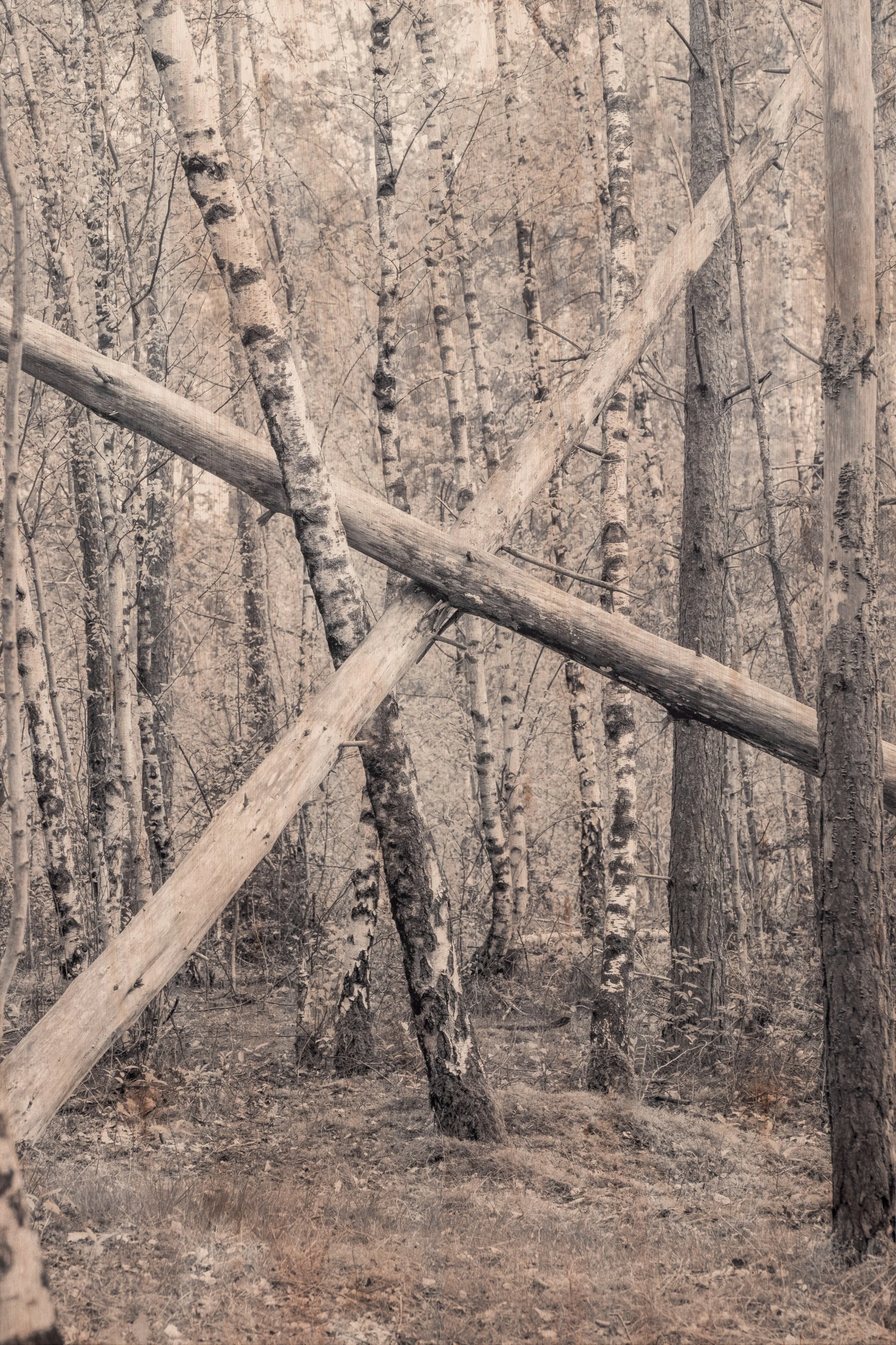 Senne_Praczyk_Rooted_in_Time_2025_UV_print_on_mulitplex_3.jpg