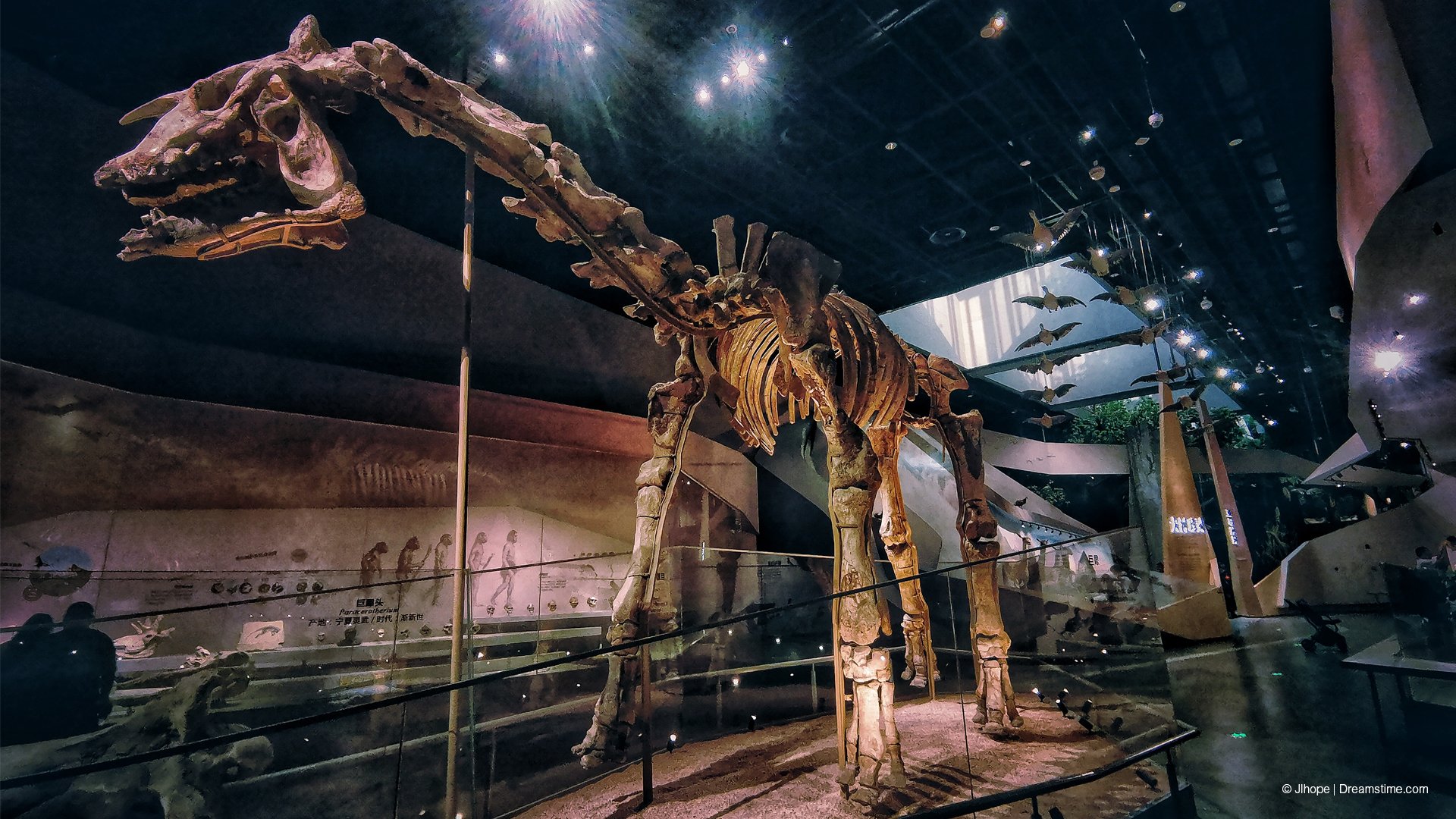 Wuhan Natural History Museum_Imagemakers_View 3.jpg