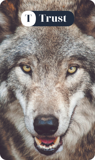 A gray and white wolf with yellow eyes in a natural outdoor setting, looking to the side.