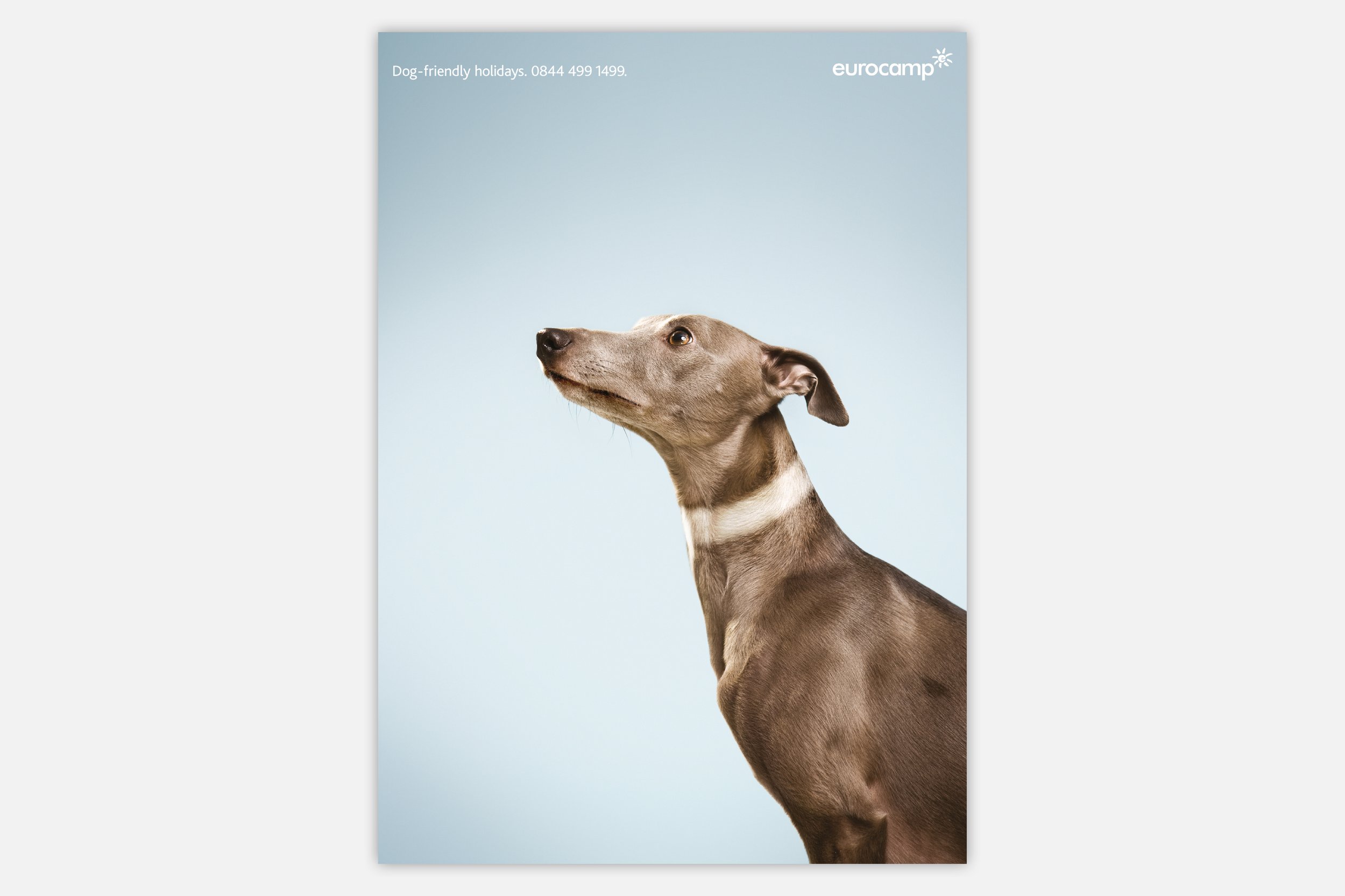 EUROCAMP DOG-3.jpg