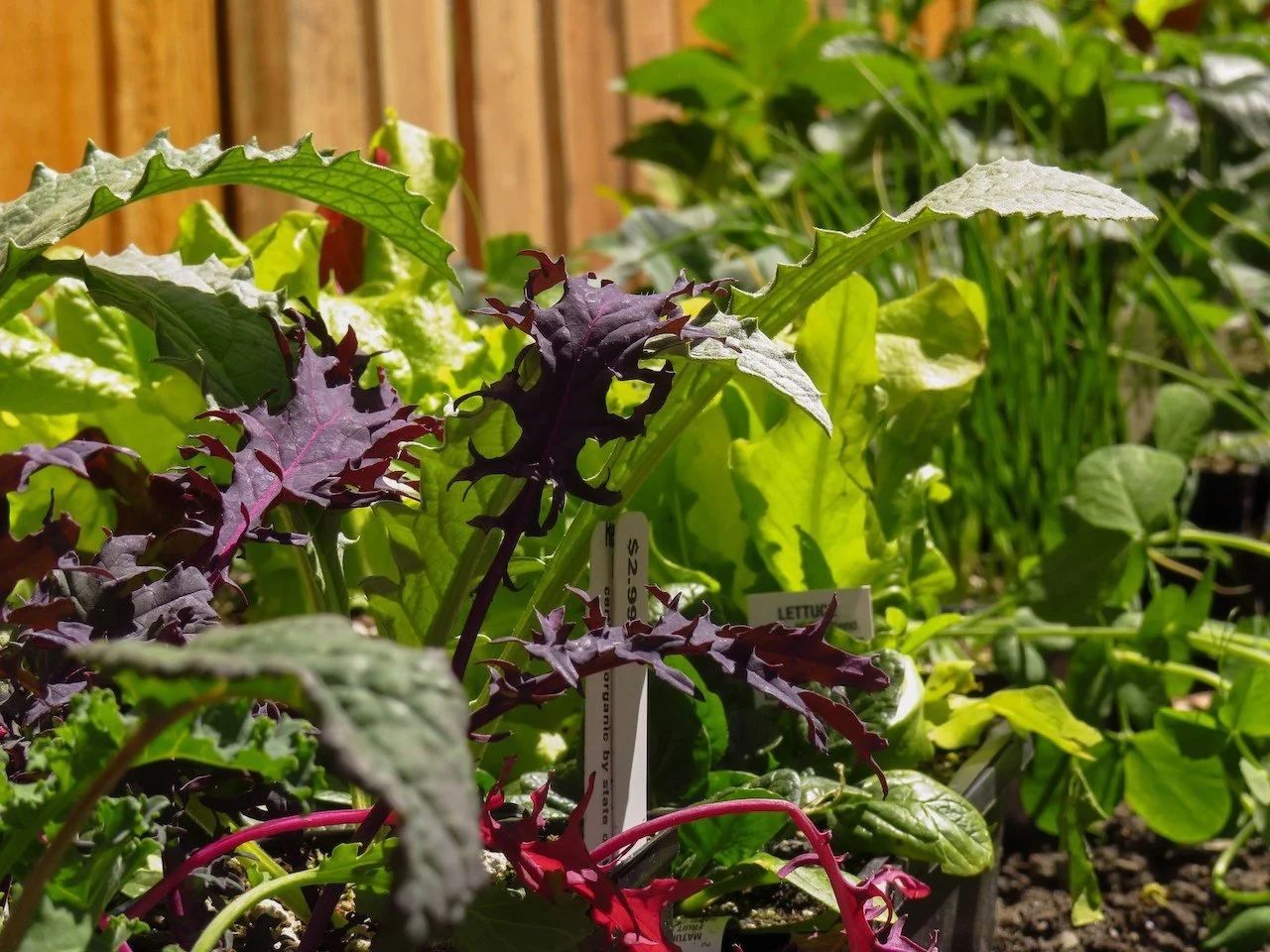 mixed salad greens growing in garden