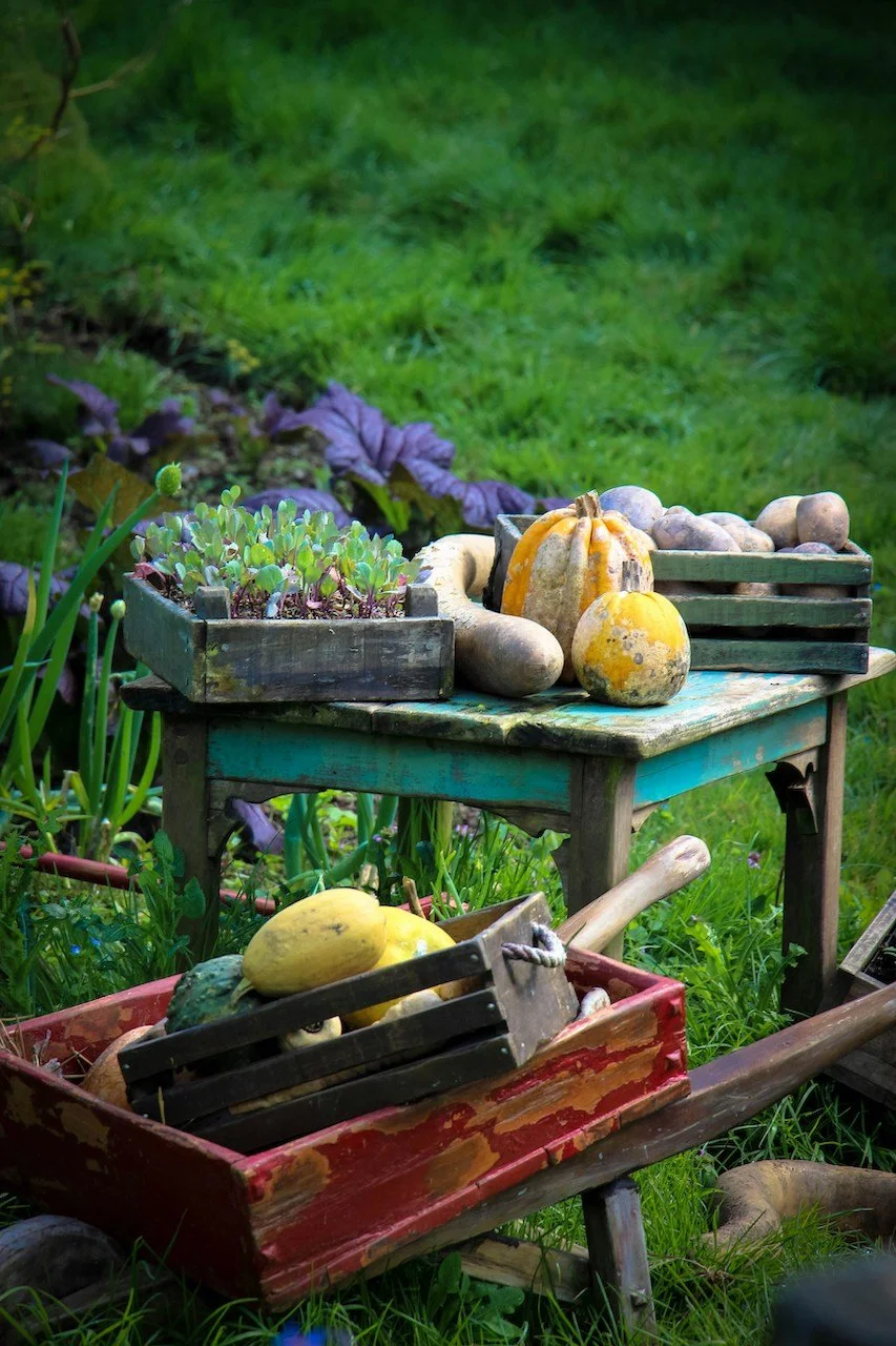 seedlings and squash in wheelbarrow in garden