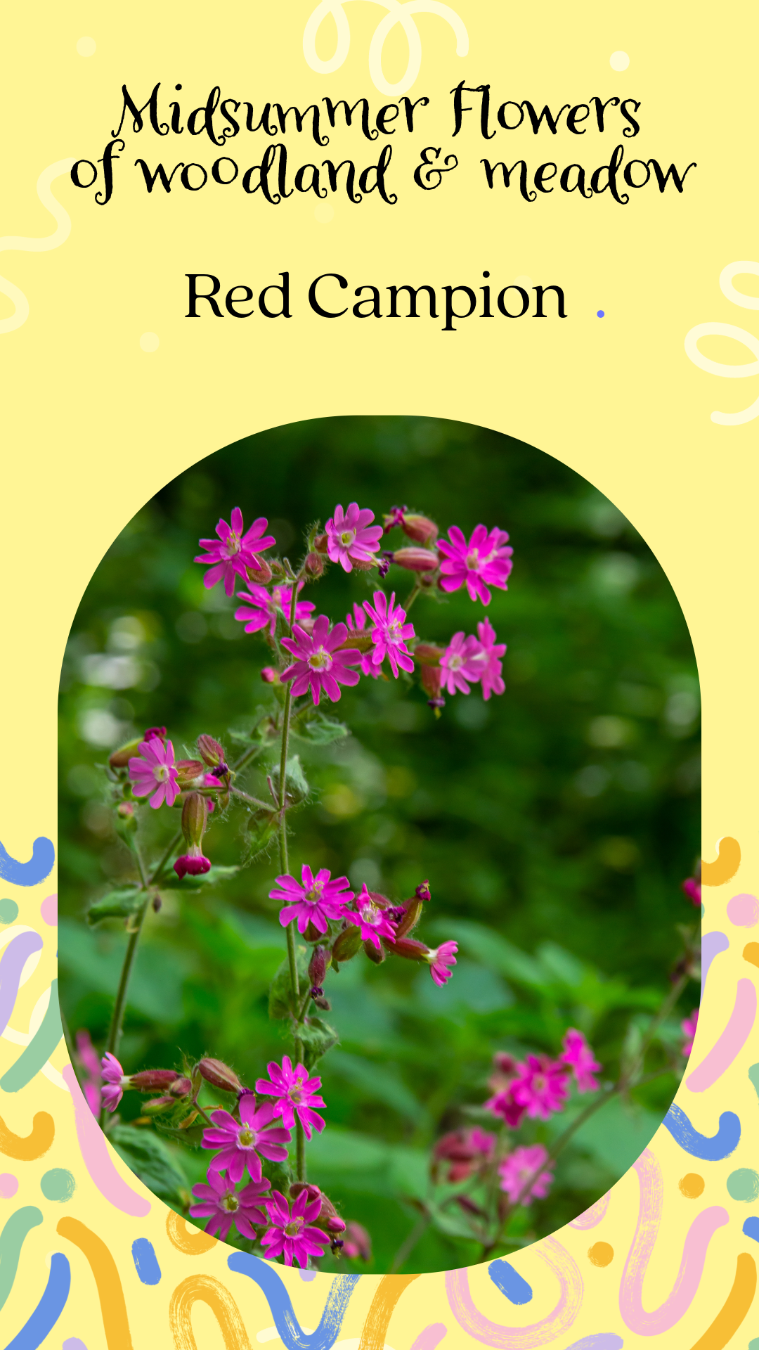 campion download better image.png