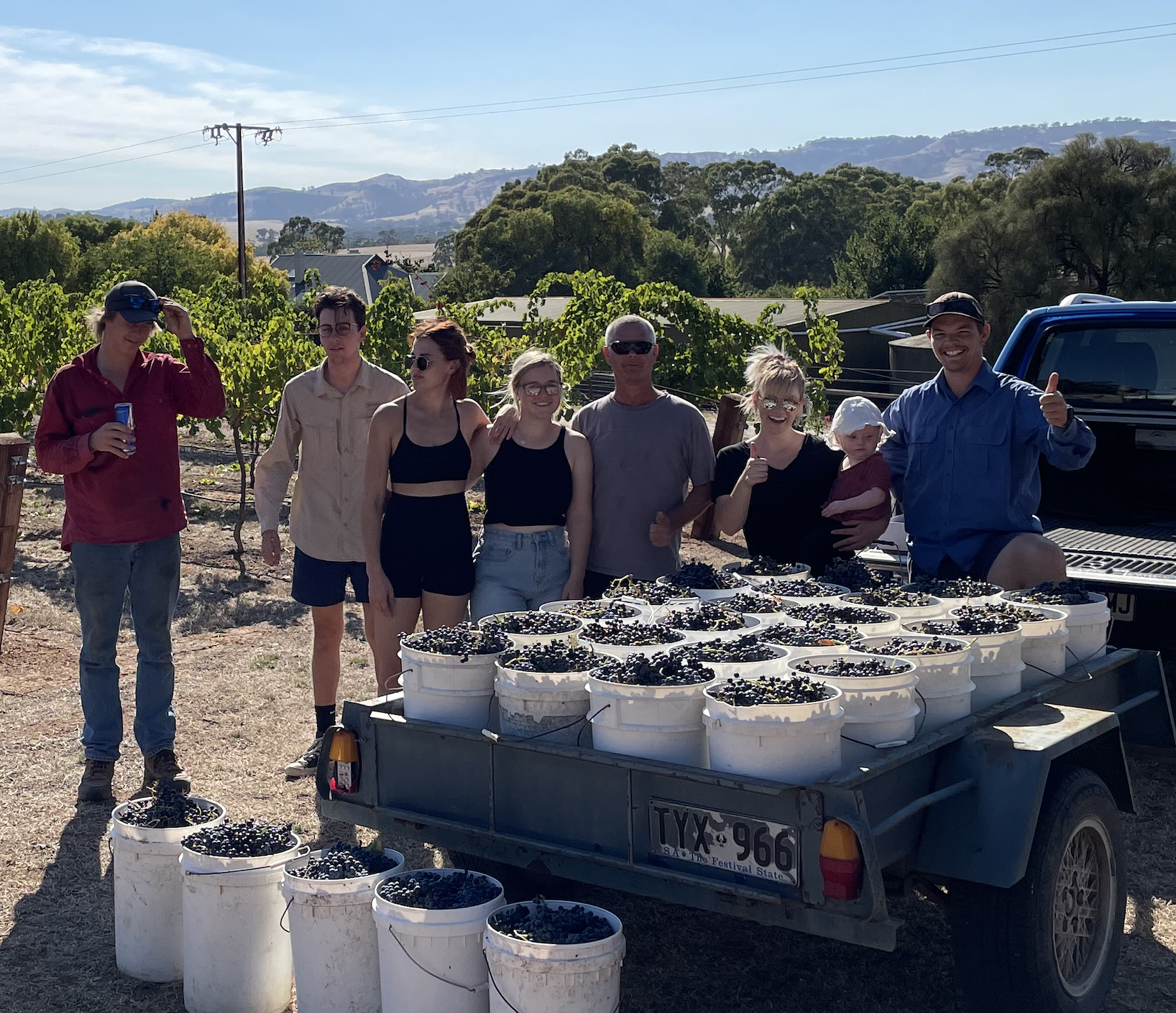 Goodman Viticulture Barossa Grape Harvest