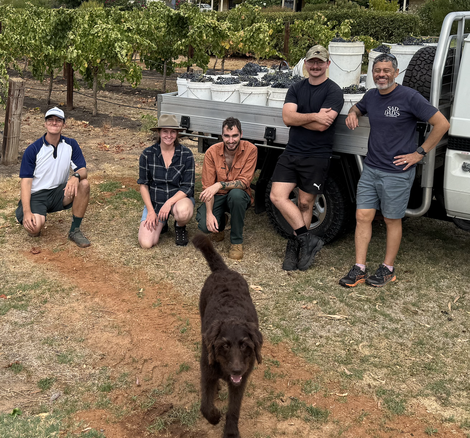 Goodman Viticulture Good Boy Harvest