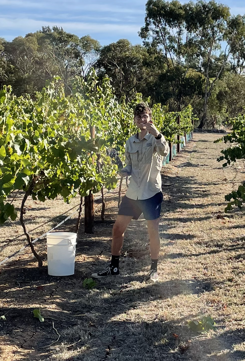 Goodman Viticulture Barossa Grape Picking